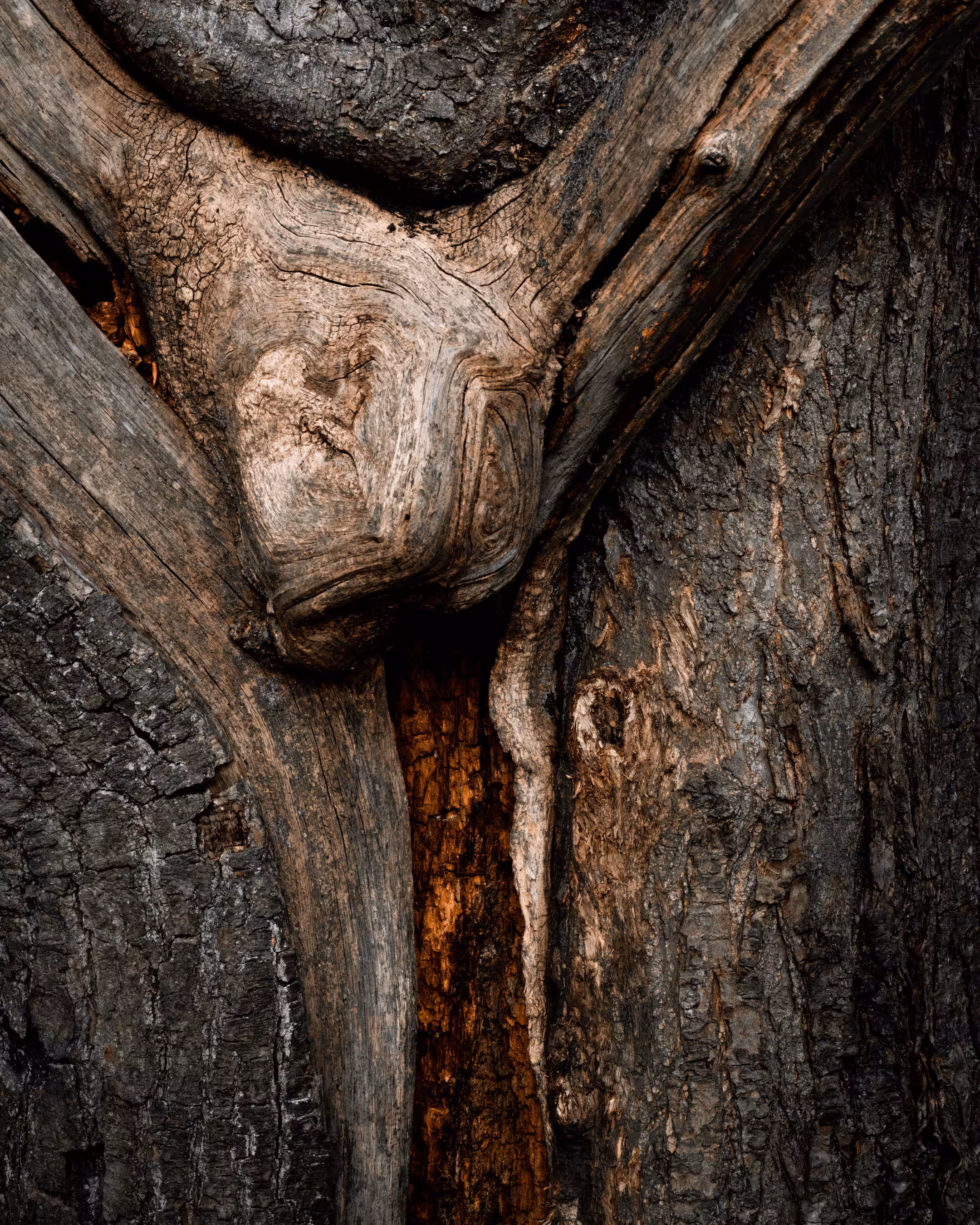 Elements #41 - Arteries