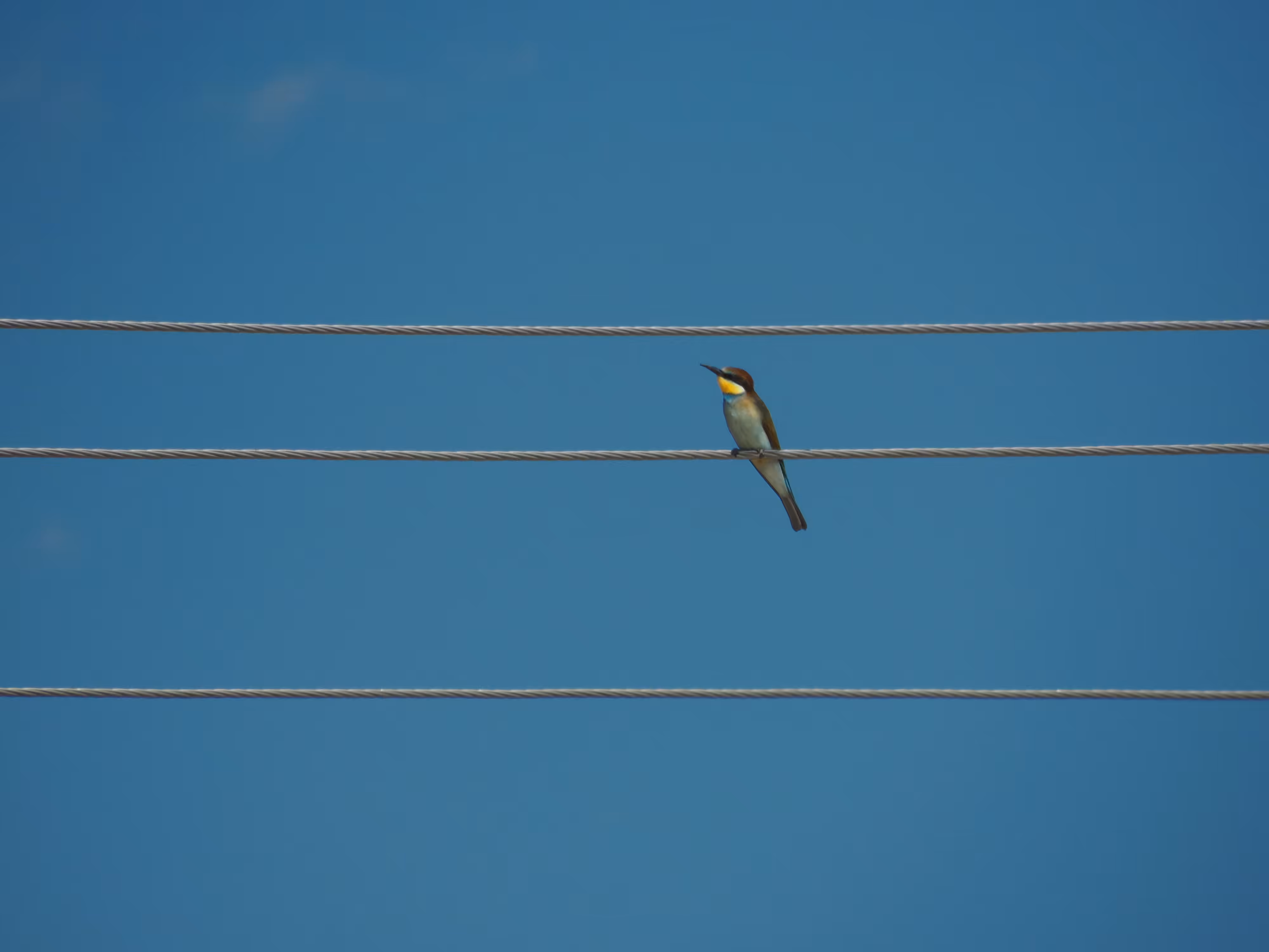 Bee-eater