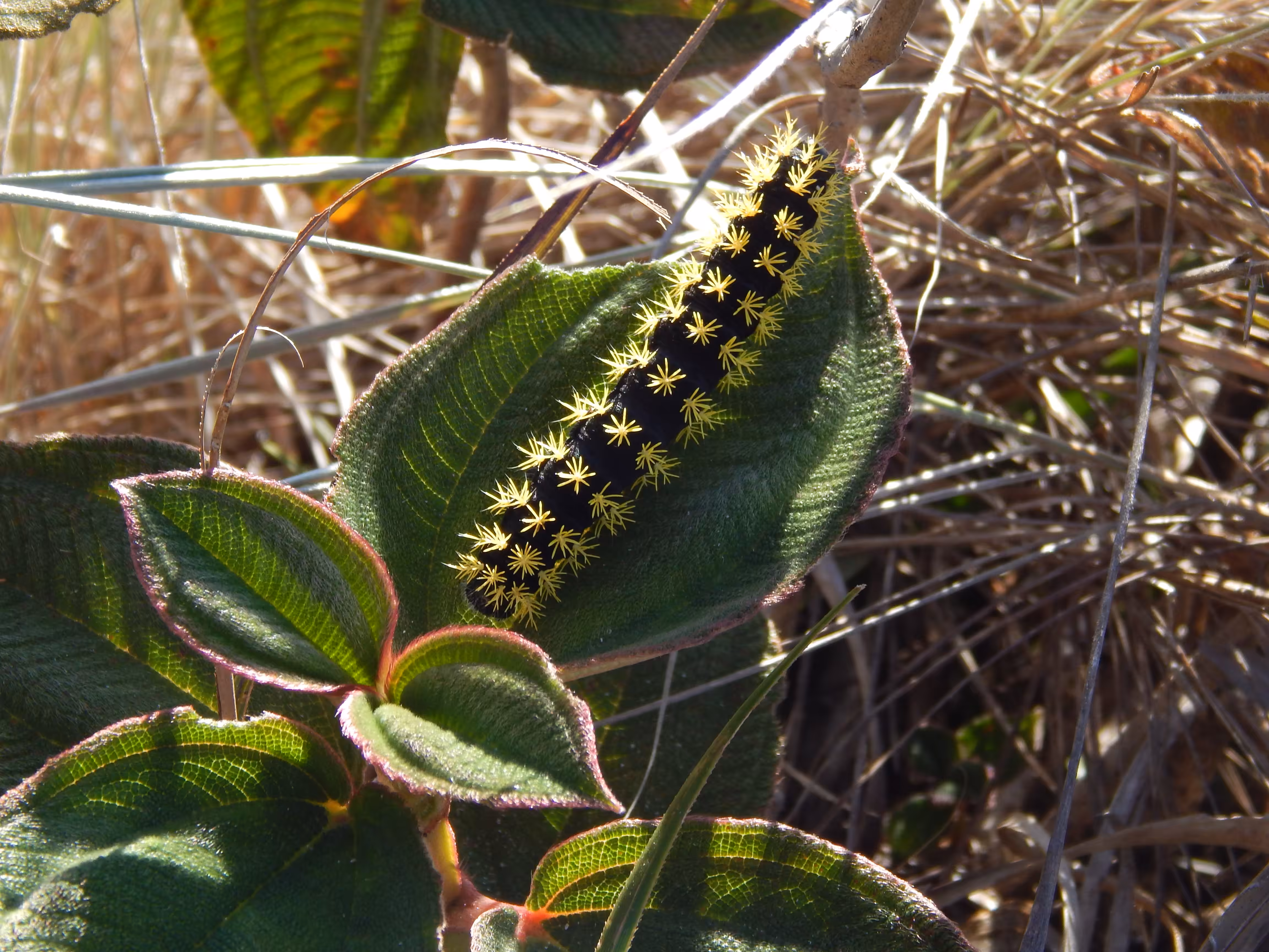 Ibitipoca: Caterpillar
