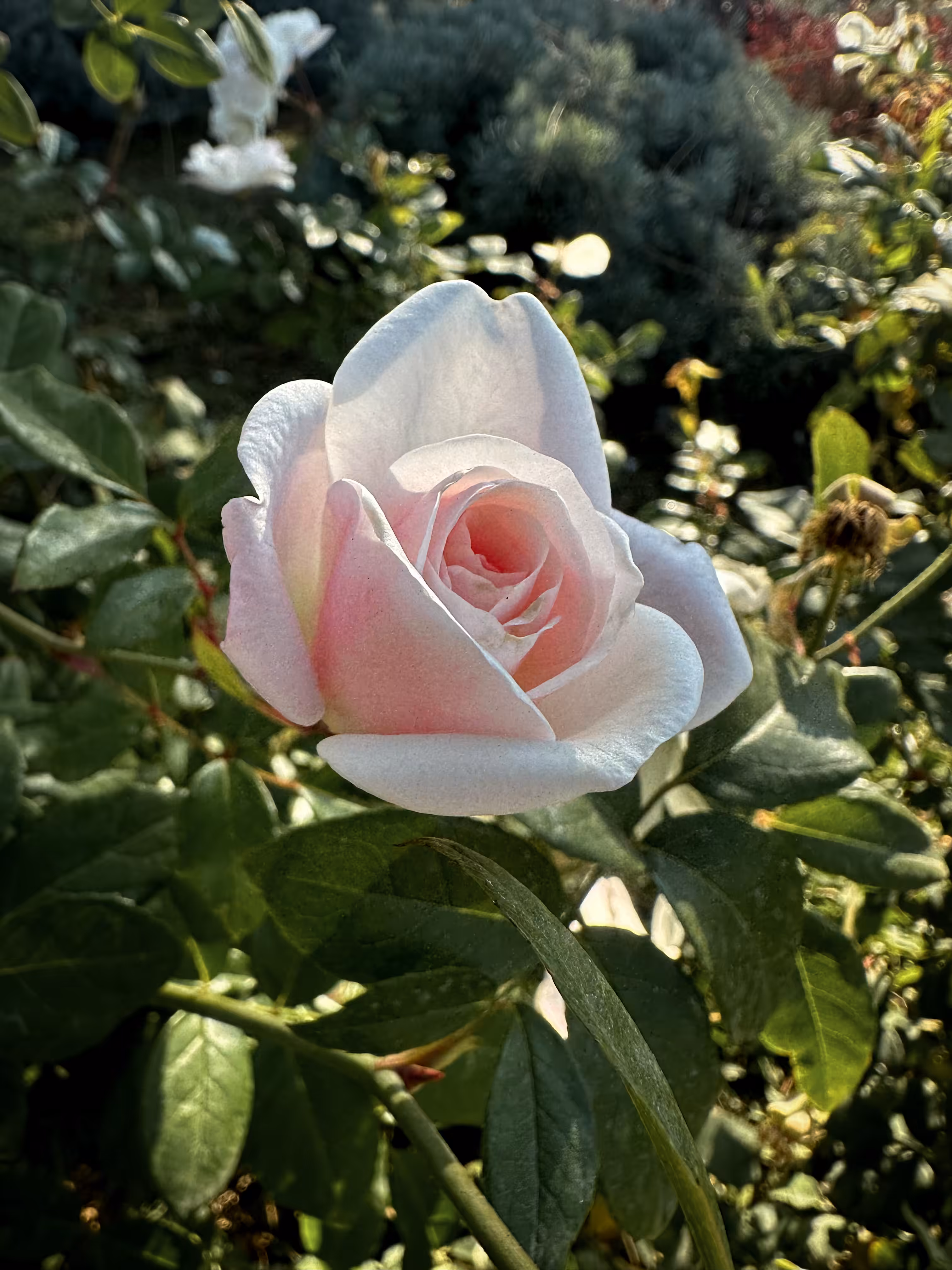 Merry-Photo 39