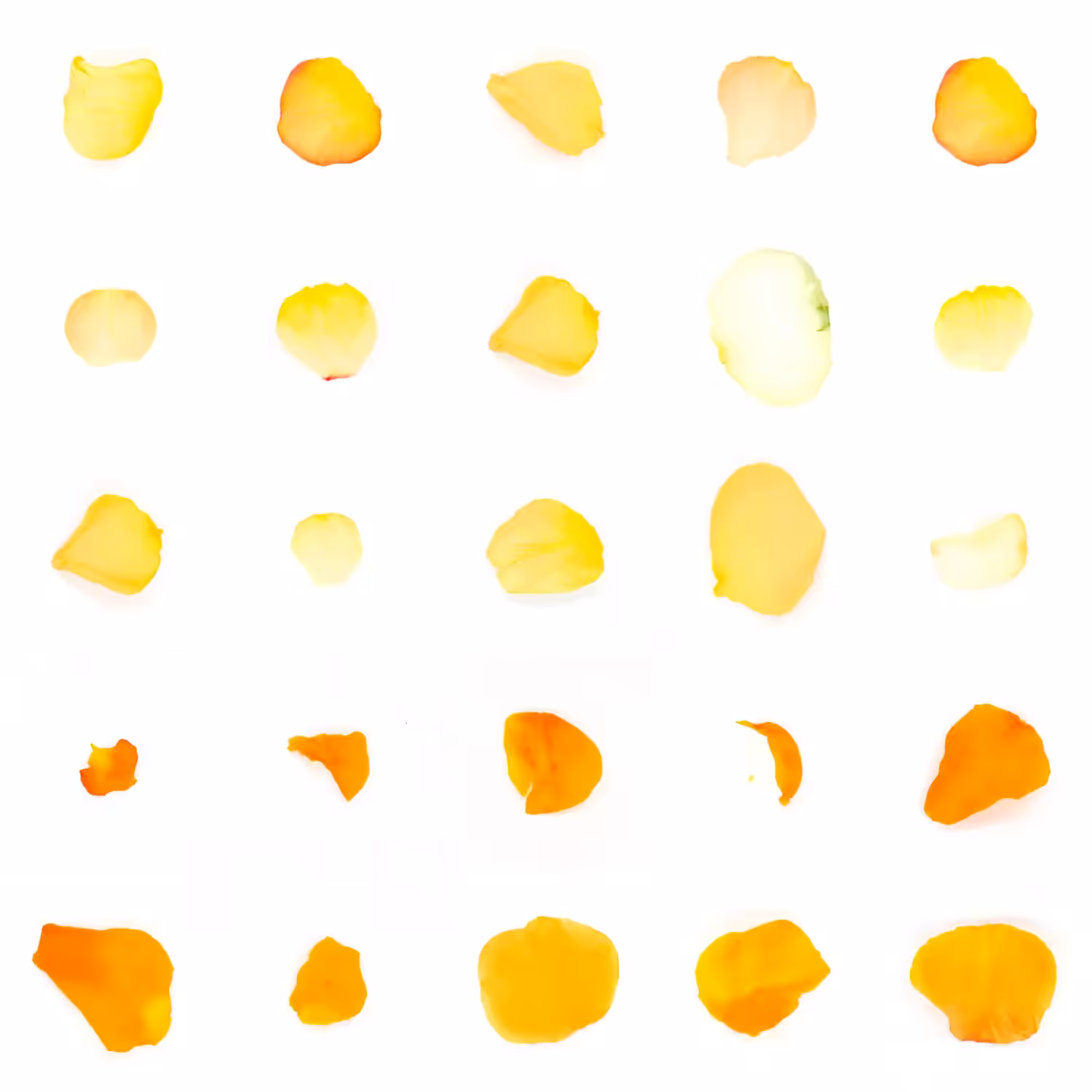 Infinite Petals 5x5#1354