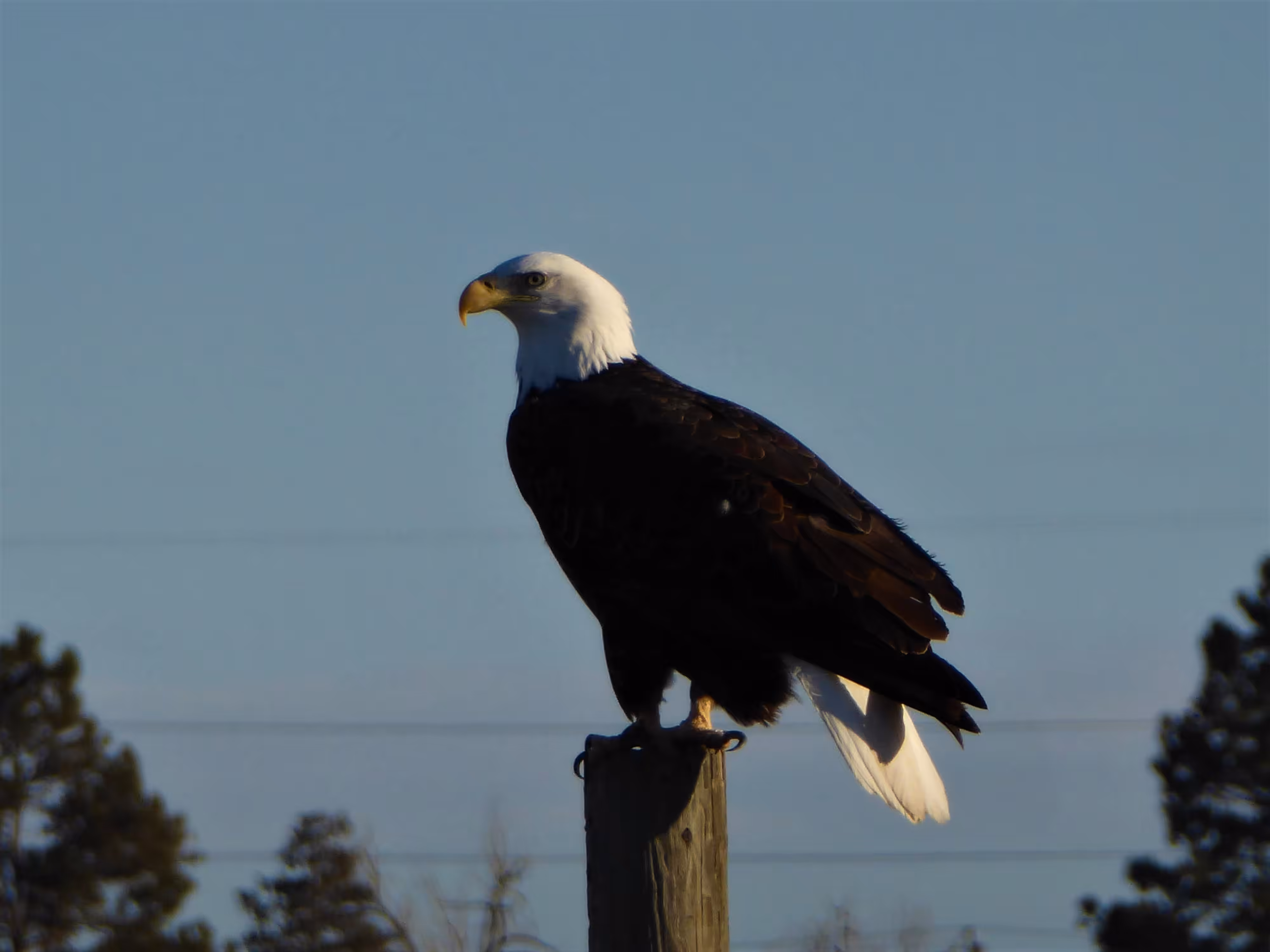 Majestic Perch