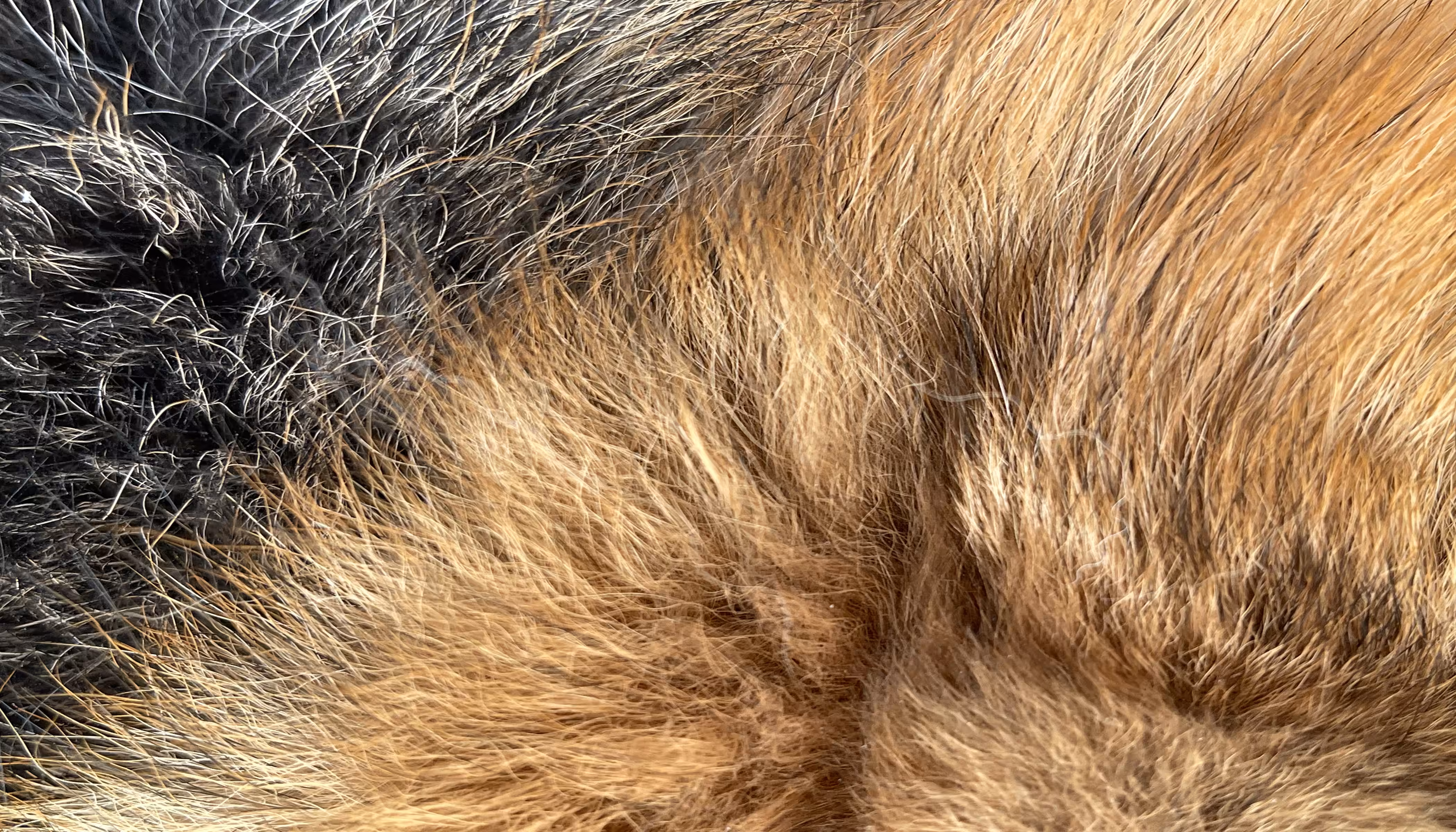The Furs of Bella #10