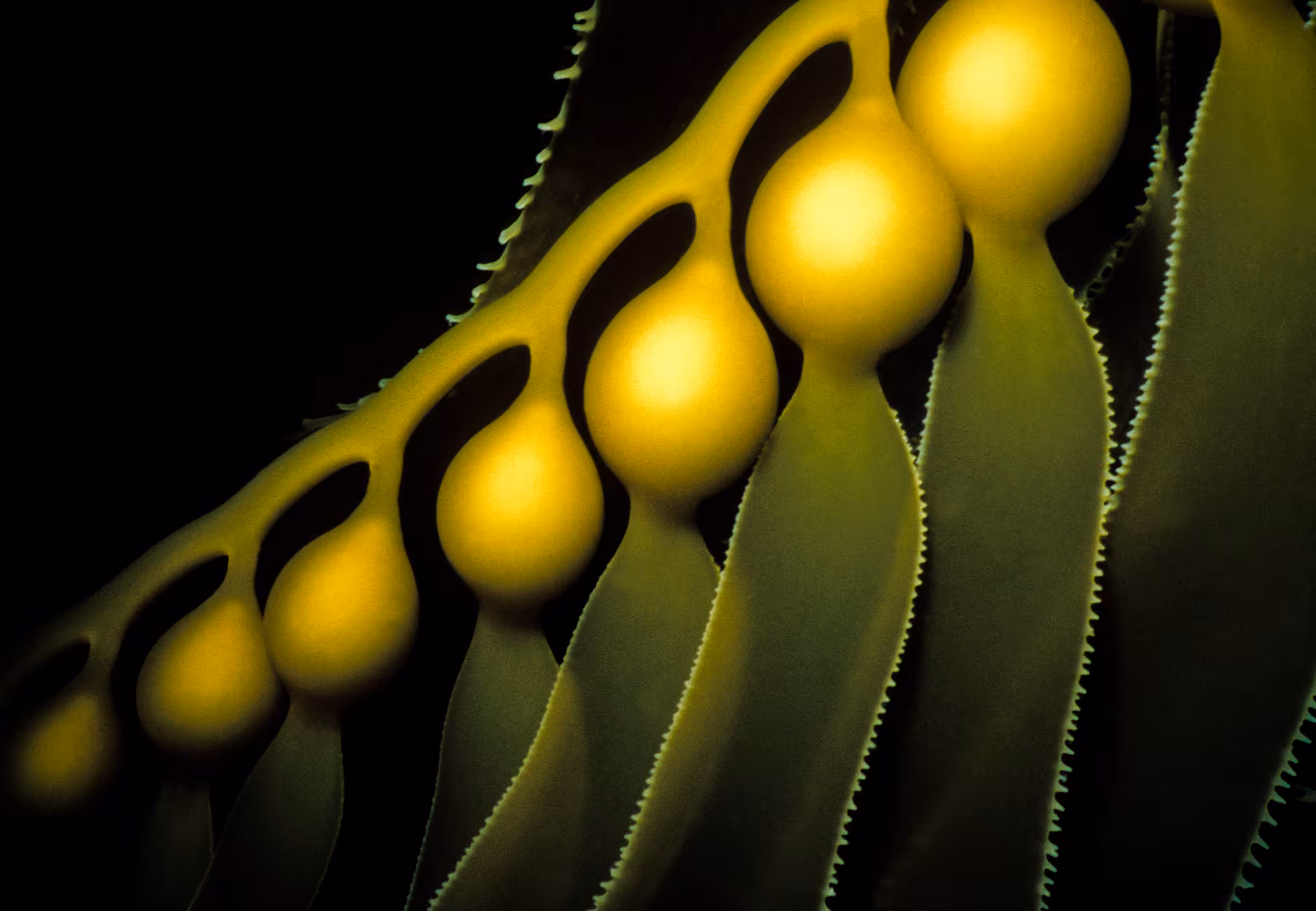 Chorus Line