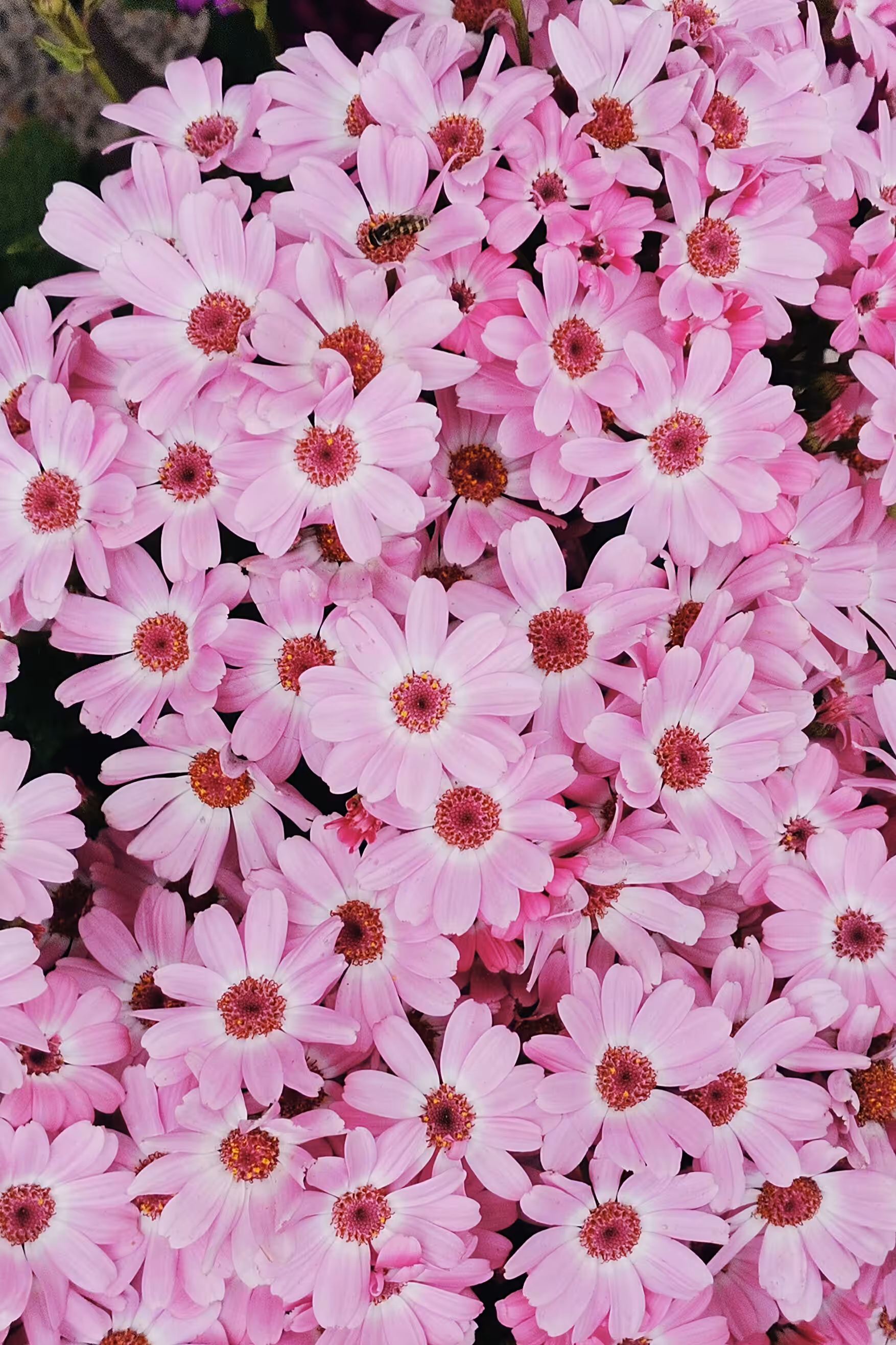 Flowers #2