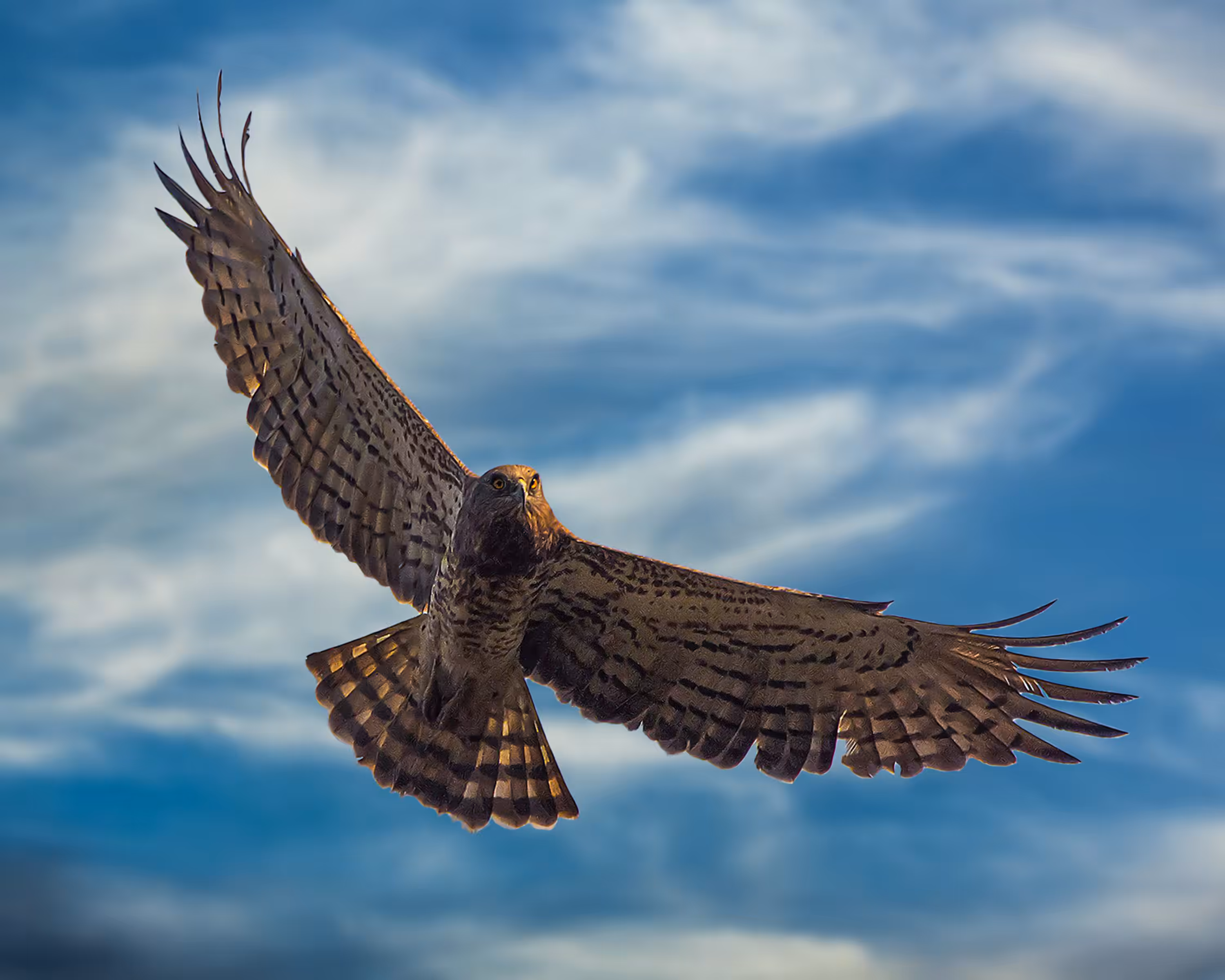 Short Toed Snake Eagle