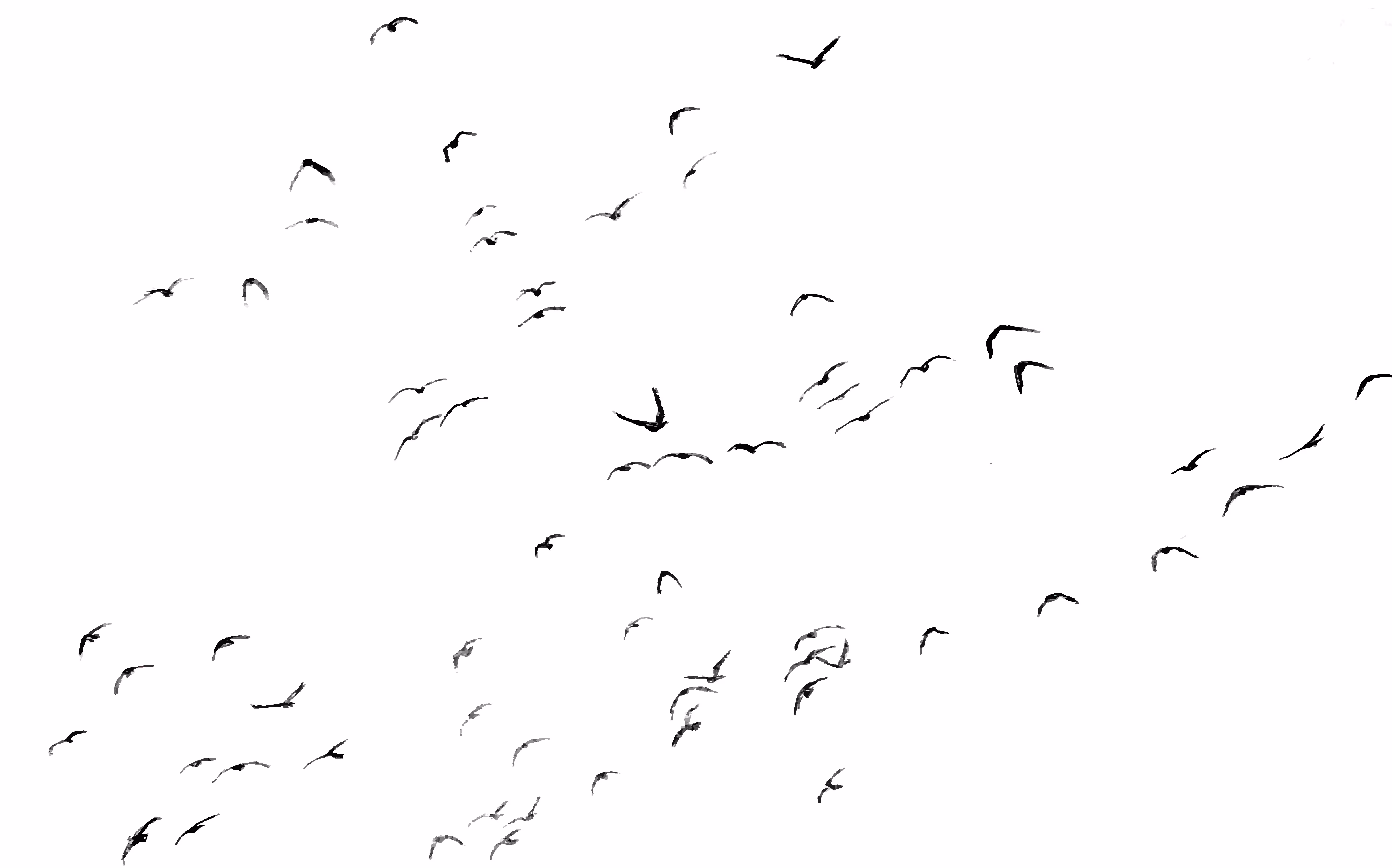 Freedom