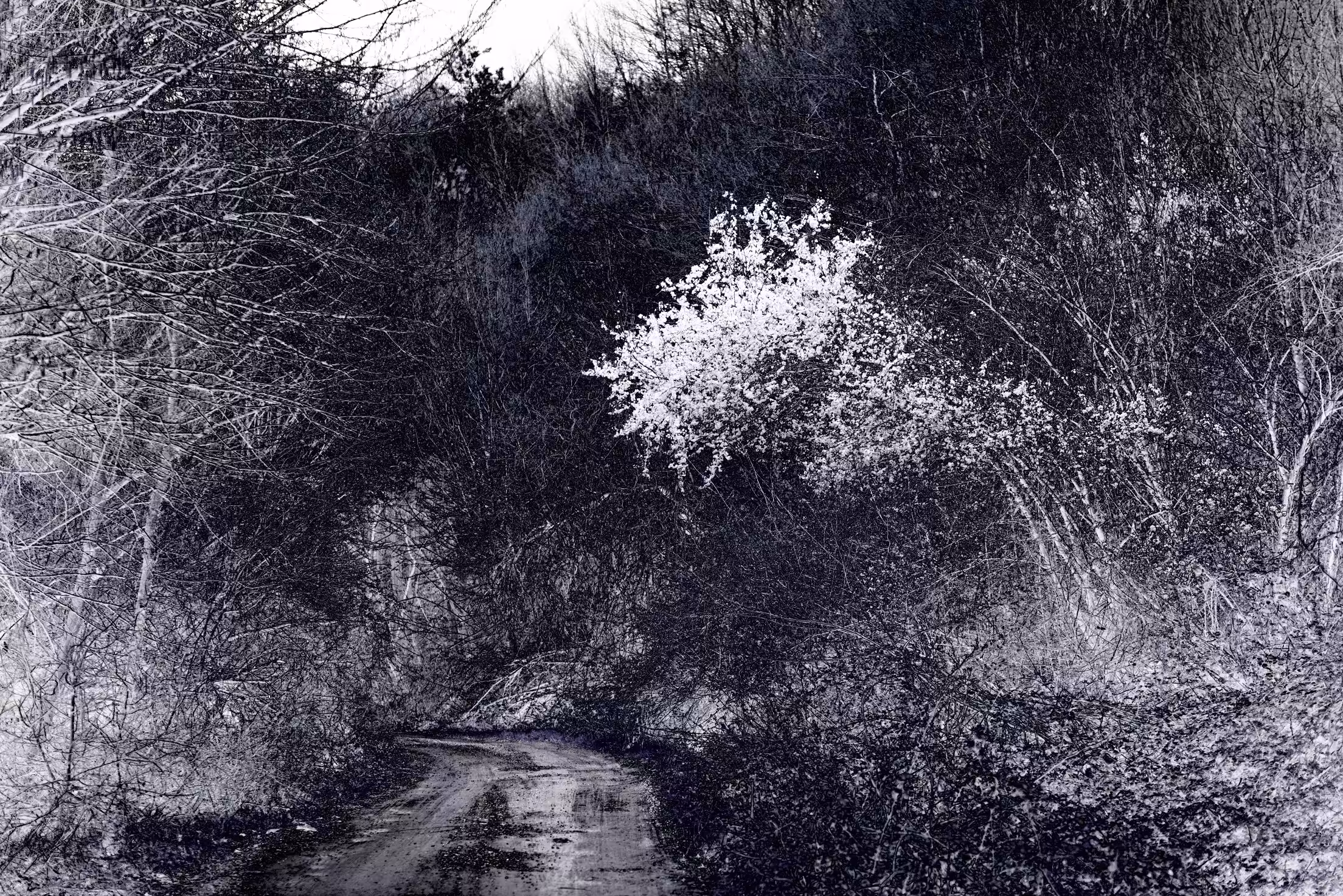 The Road to the Valley