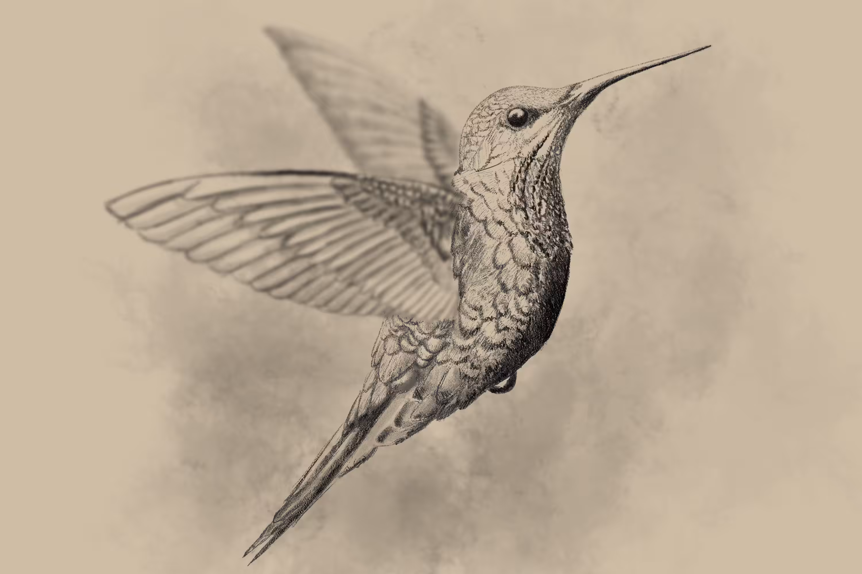 The Mummingbird