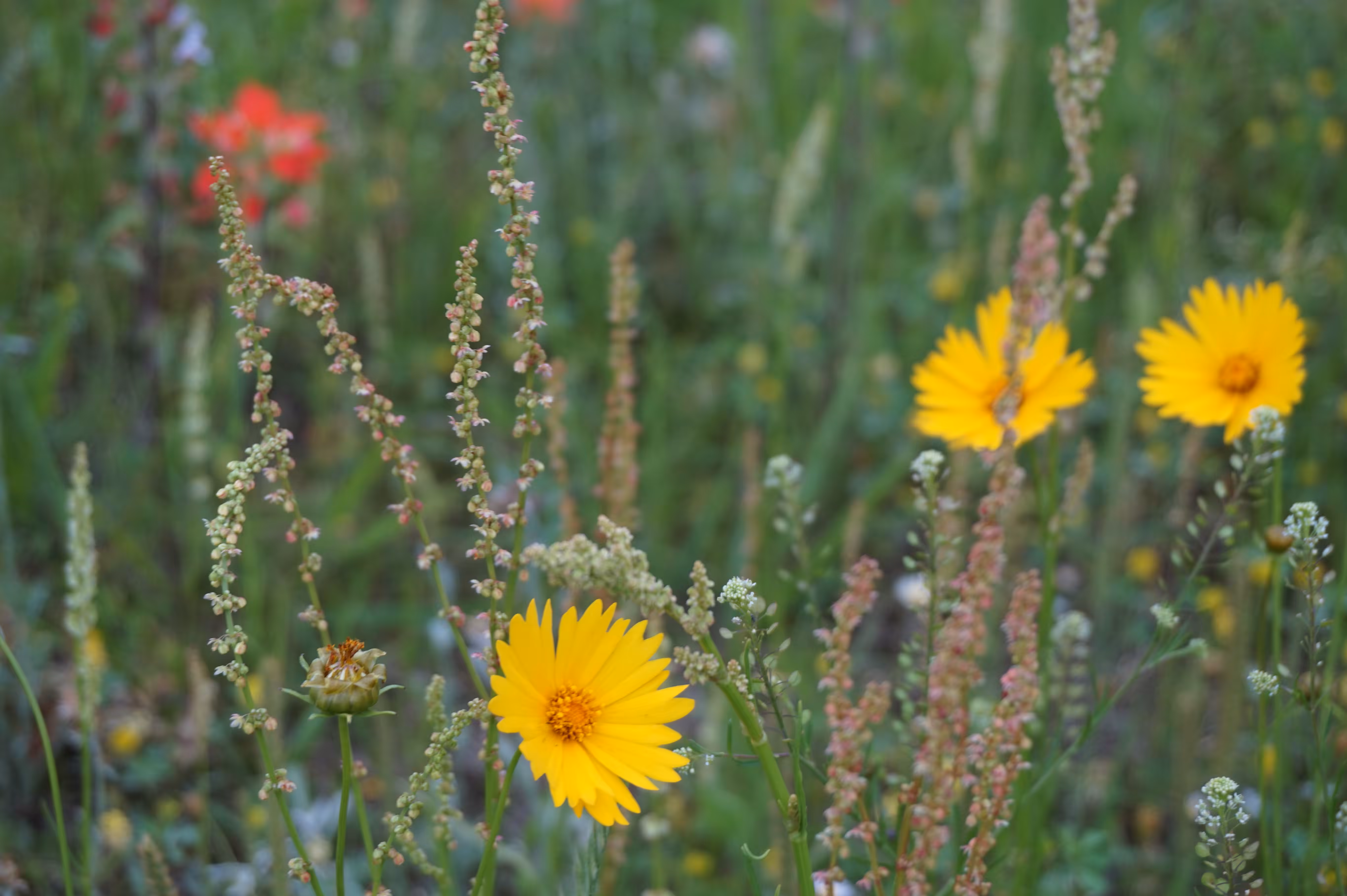 Flower Power: The Beauty of Wildflowers in the Great Outdoors