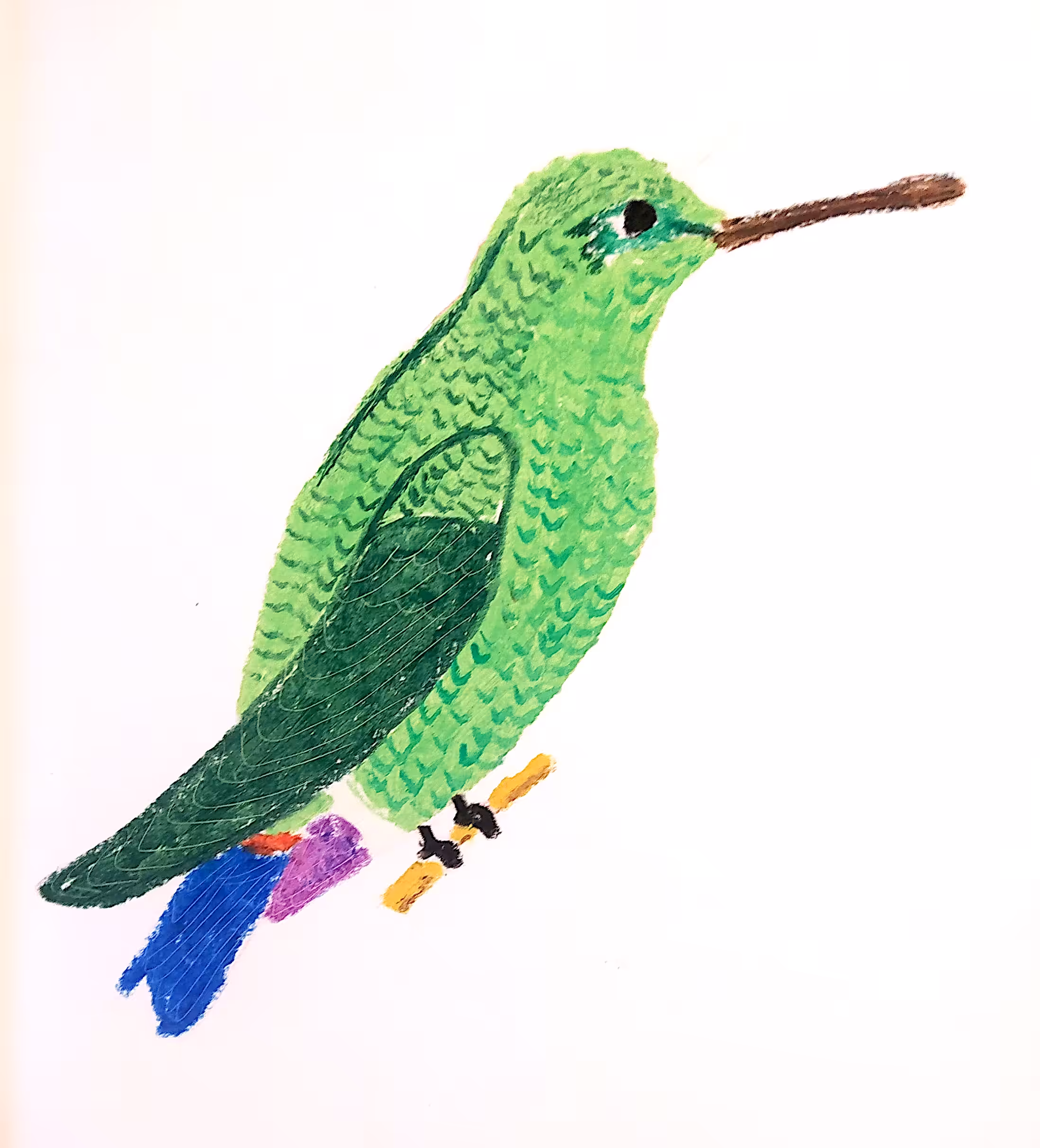 amazilia coliazul