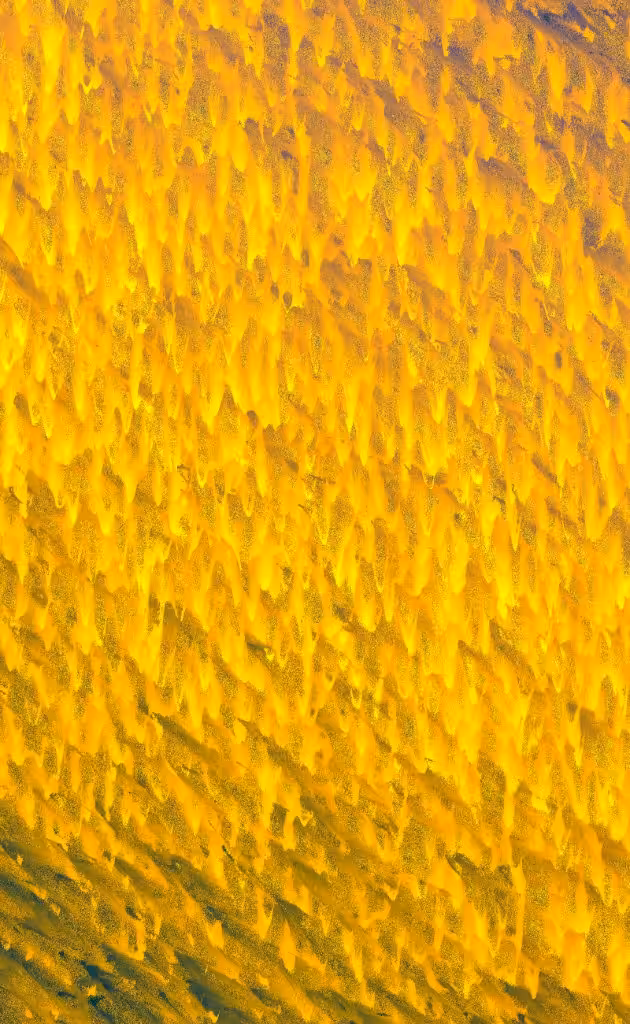 hive