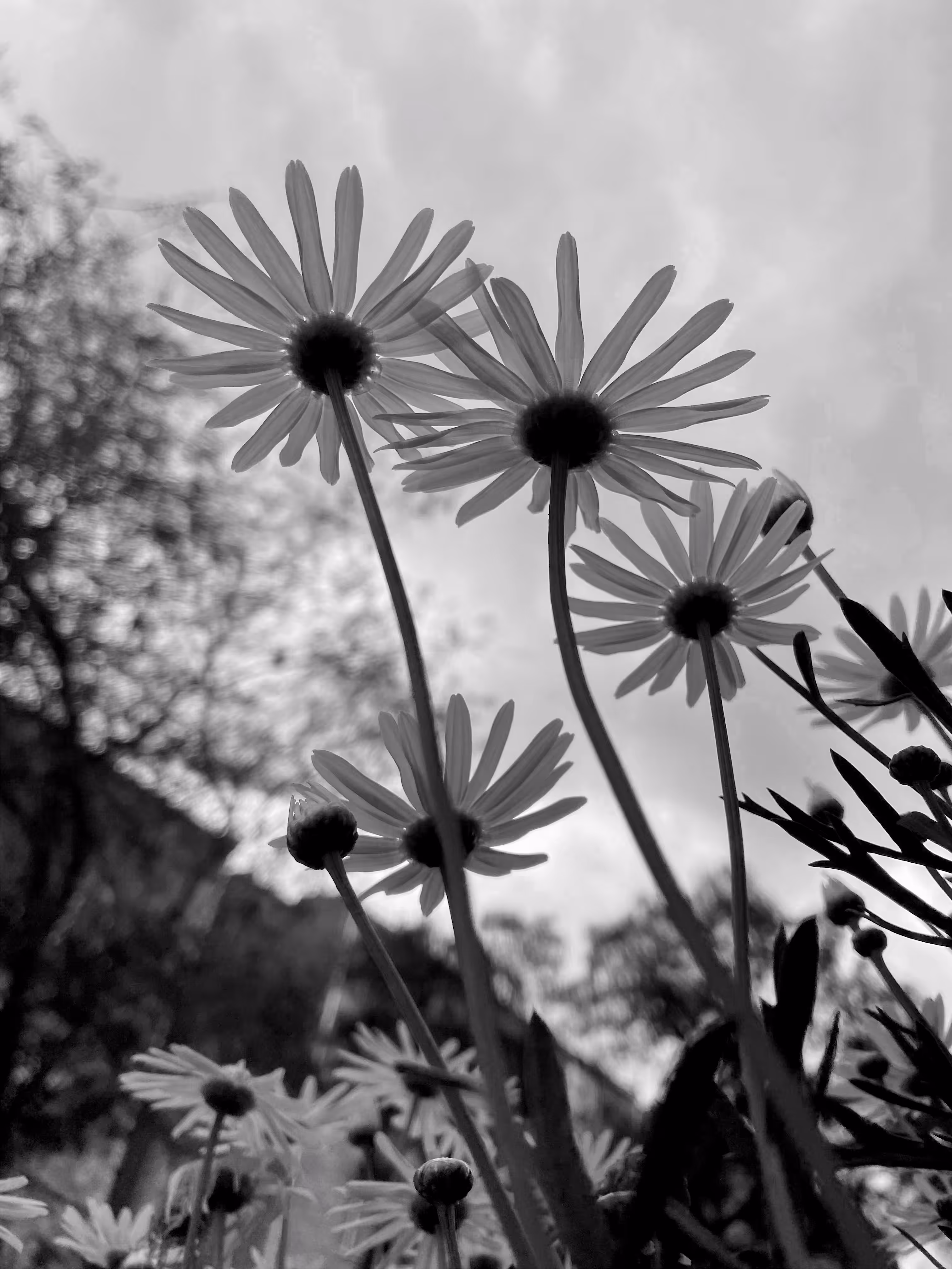 El sutil encanto de las flores