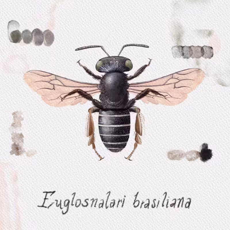 Randomic Brazilian Bees 