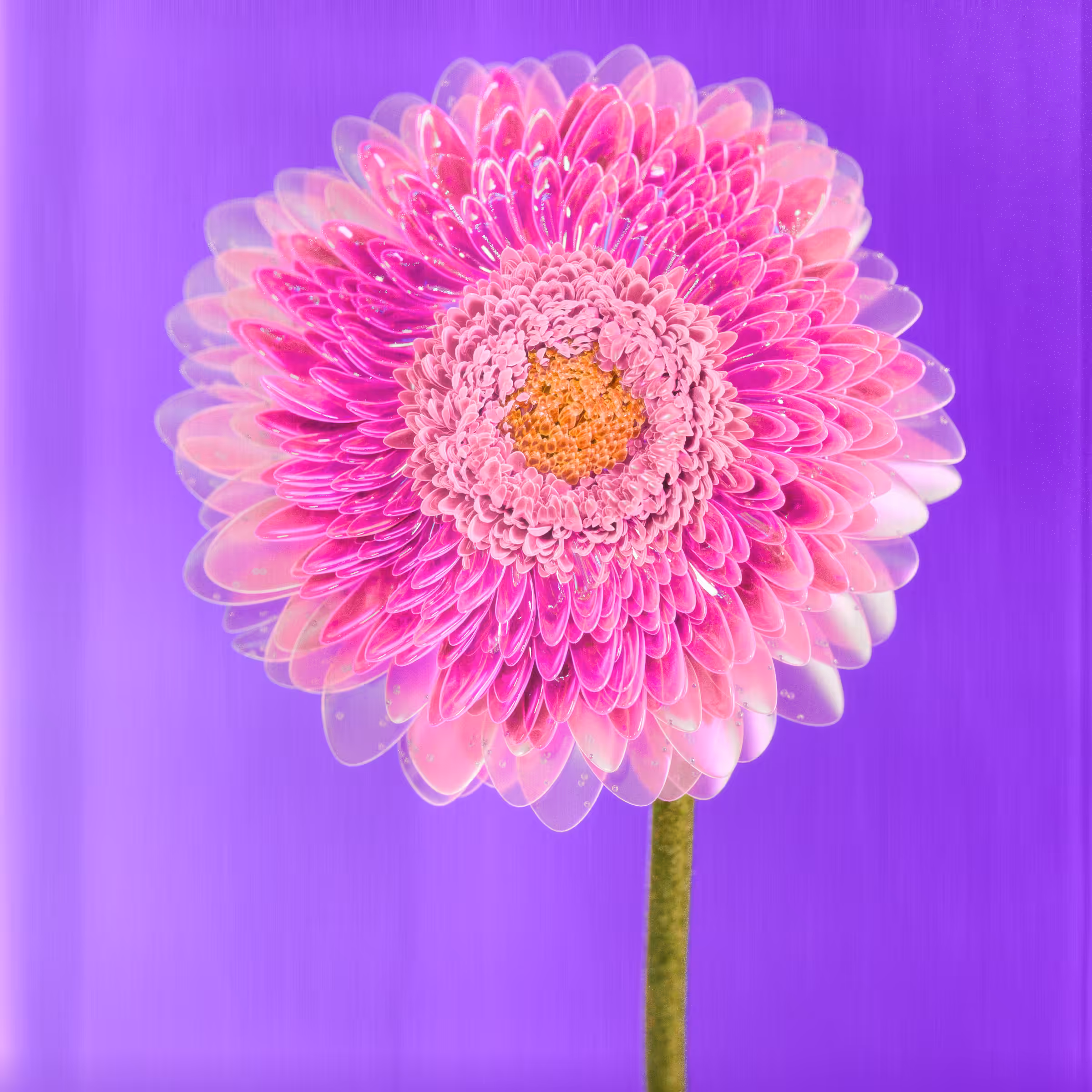Flower #35 by Olivia Pedigo