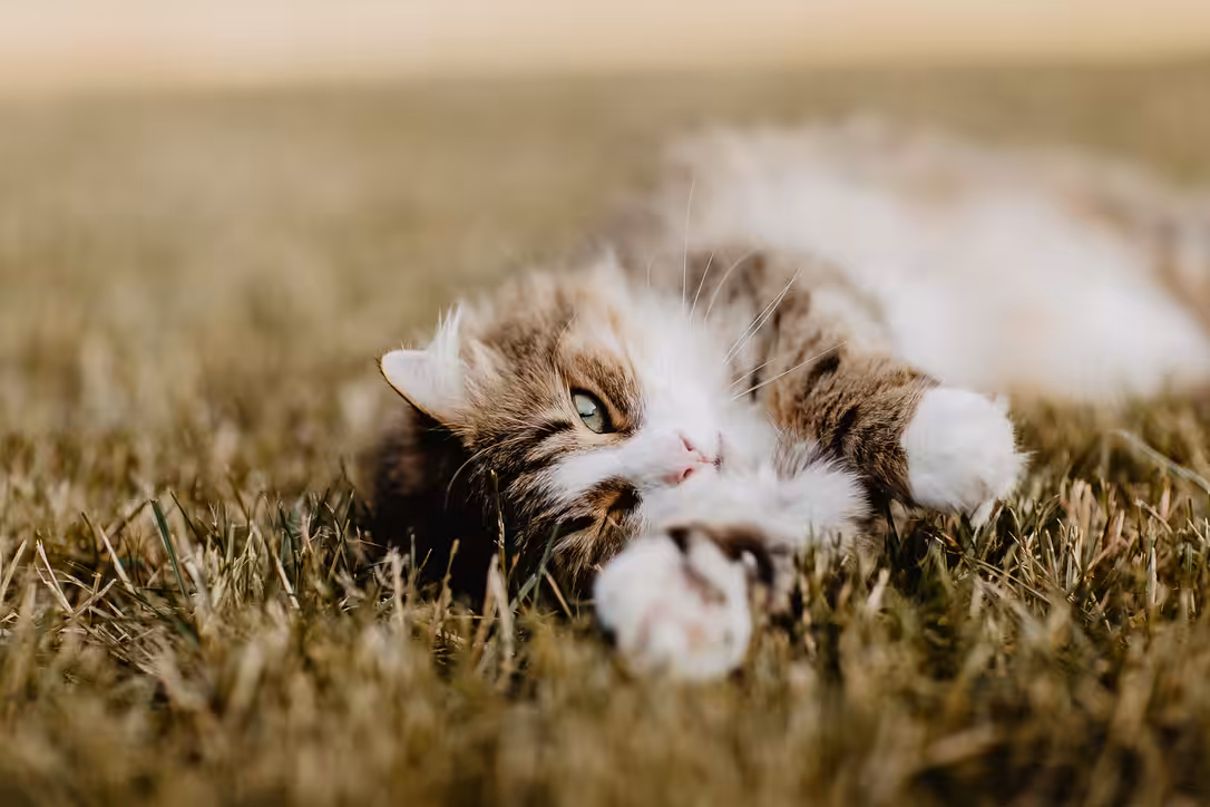 Norwegian Forest cat #14 NFC