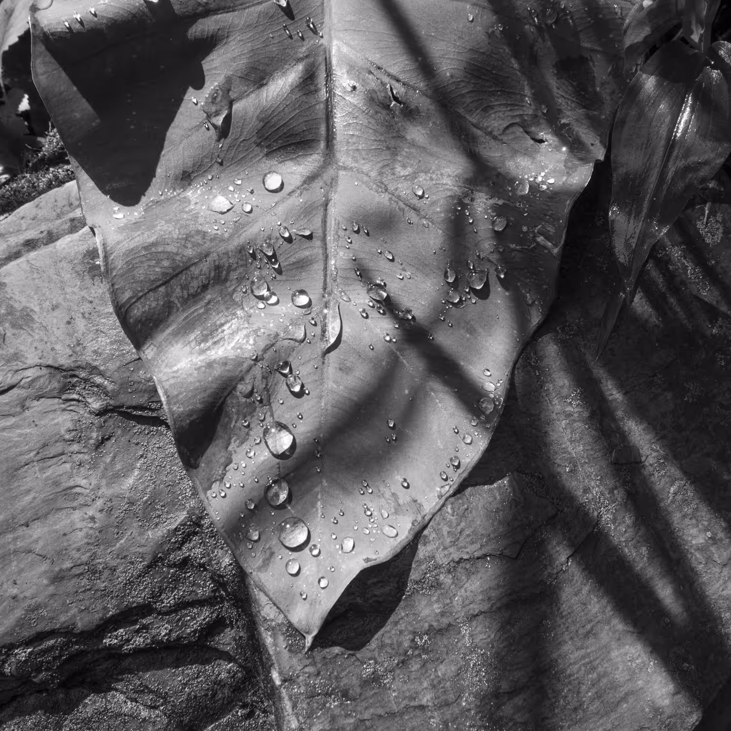 Larry Fink: Leaf, Martins Creek, PA, July 9, 2021