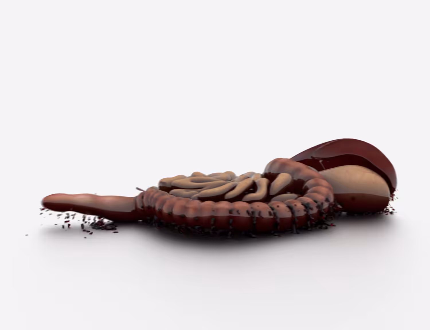 Digestive System Loop