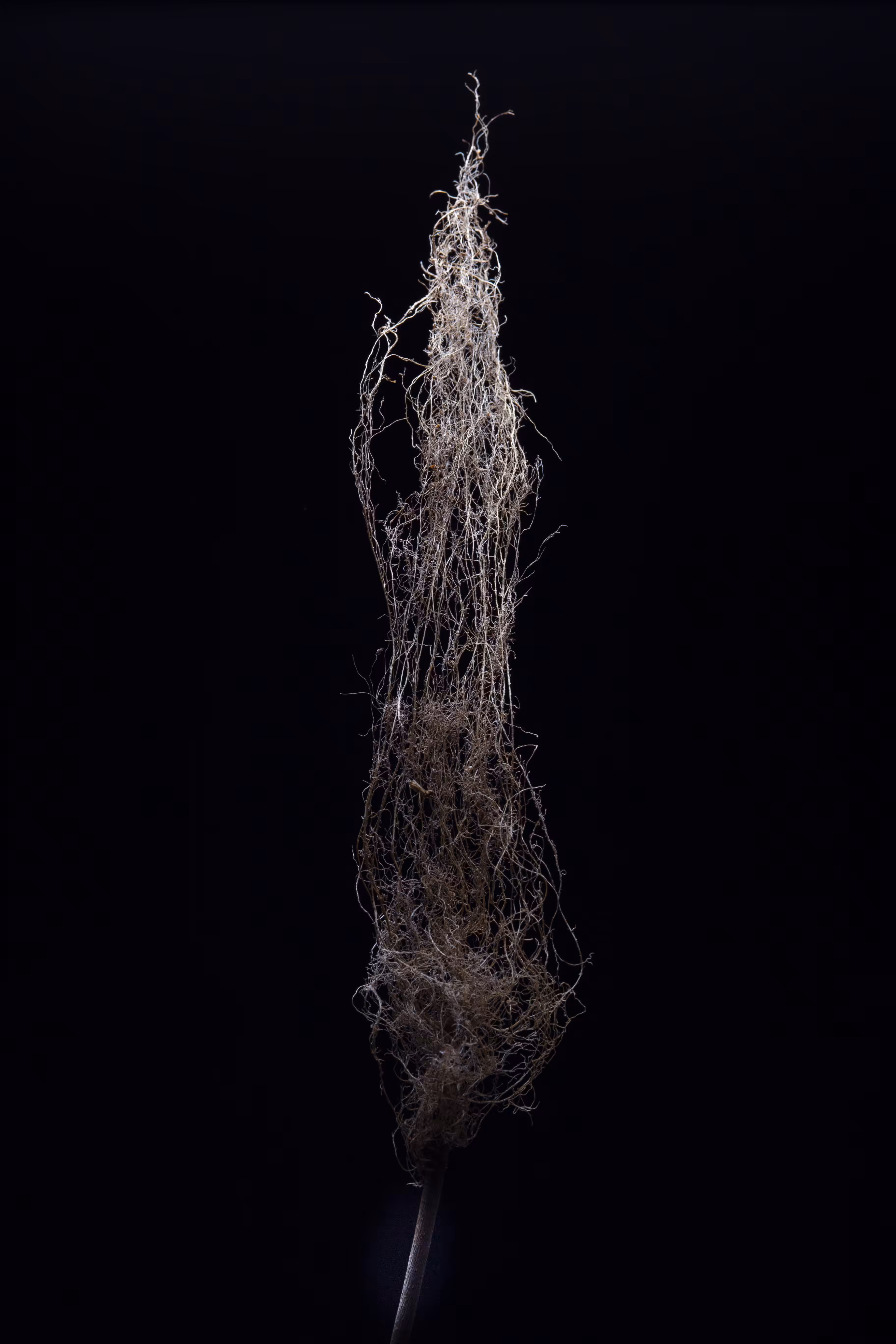 rhizome #7