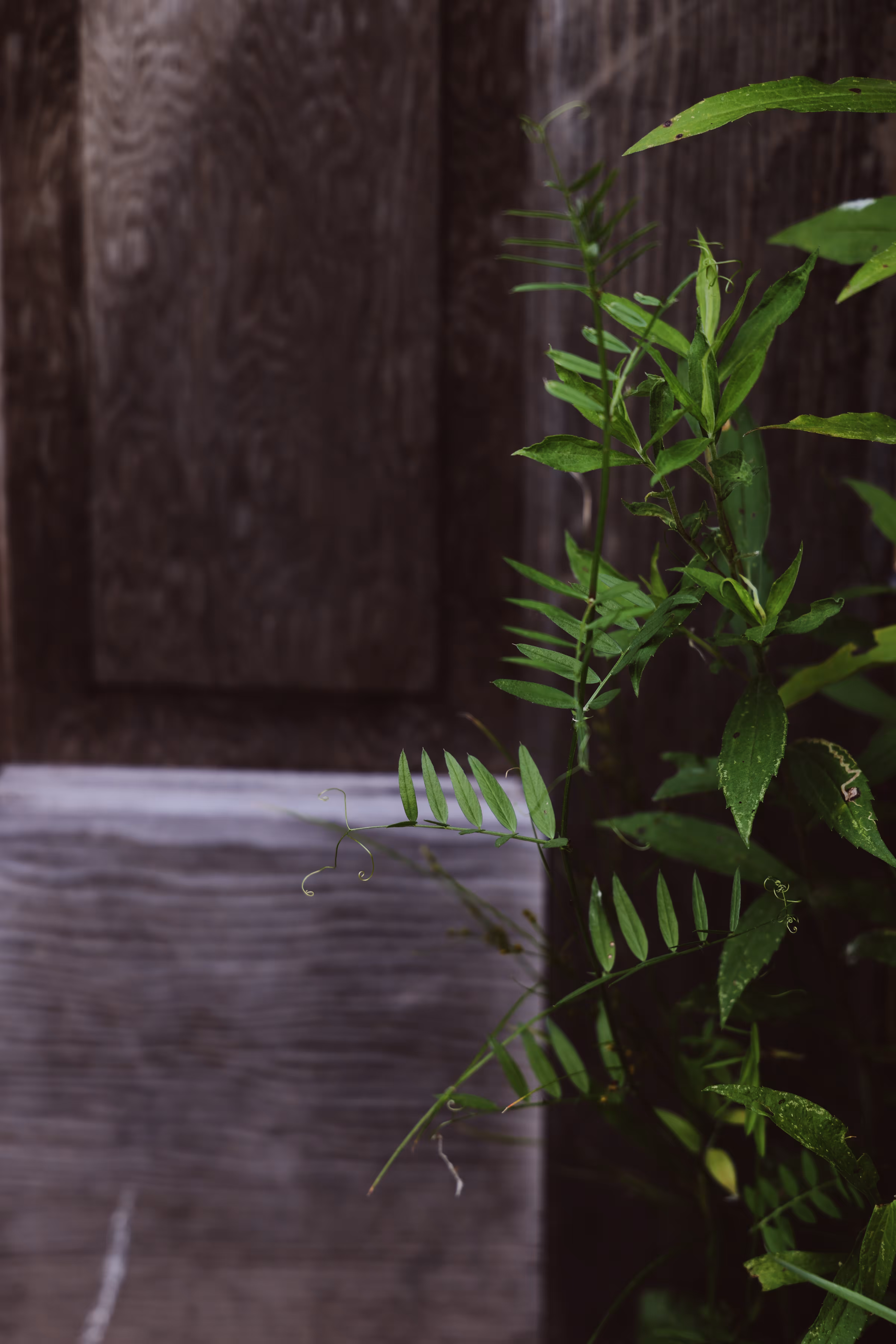 _delicate climb