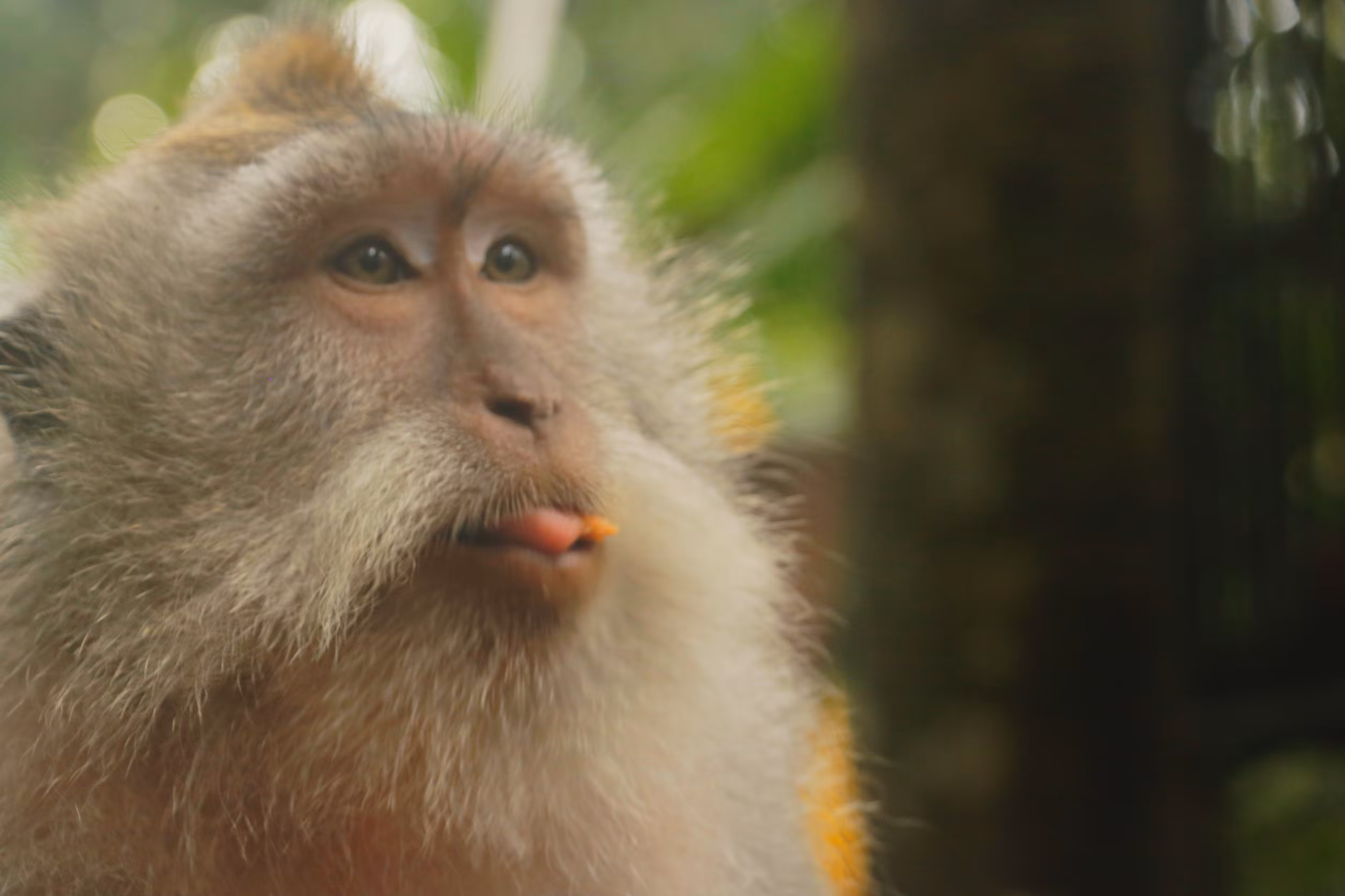 Silly Monkey