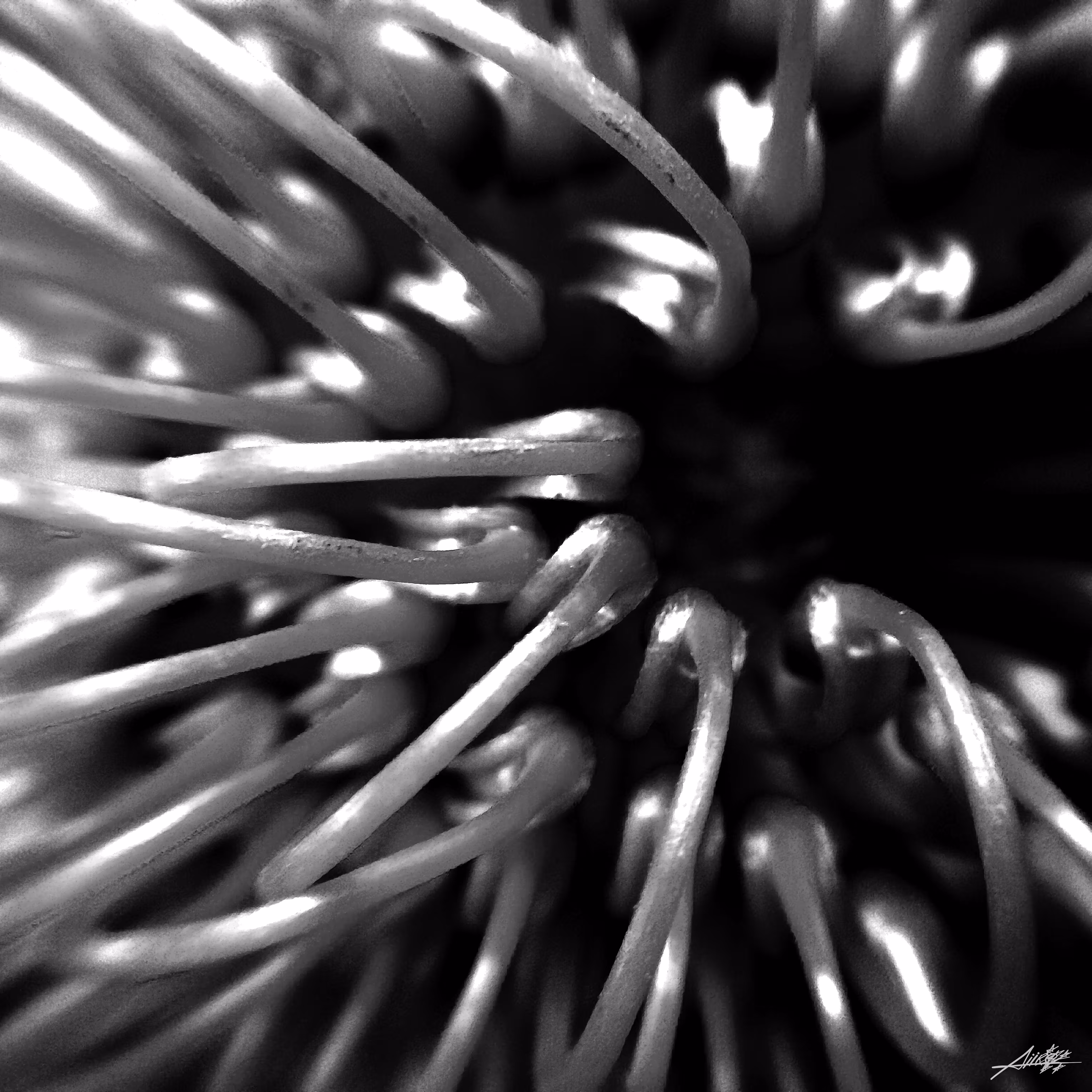 Flora from the Meta-Macroverse Vol. 1 - Machrome 1/2