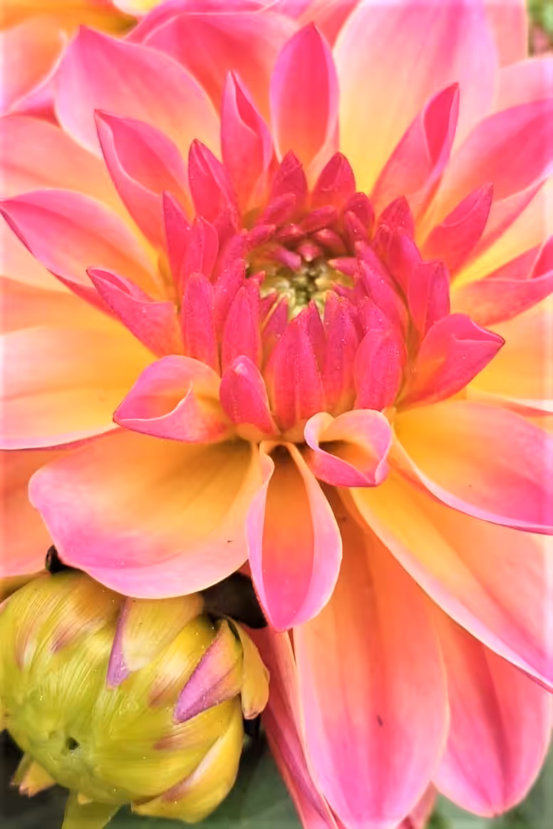 Multicolor Dahlia