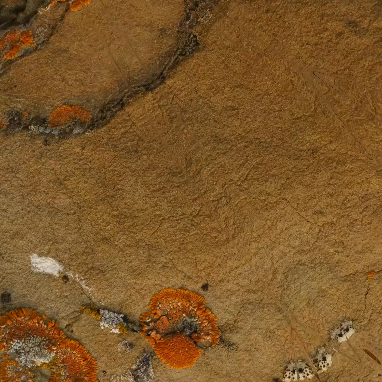 Textilographic Rock and Lichen, Yellowstone, #10