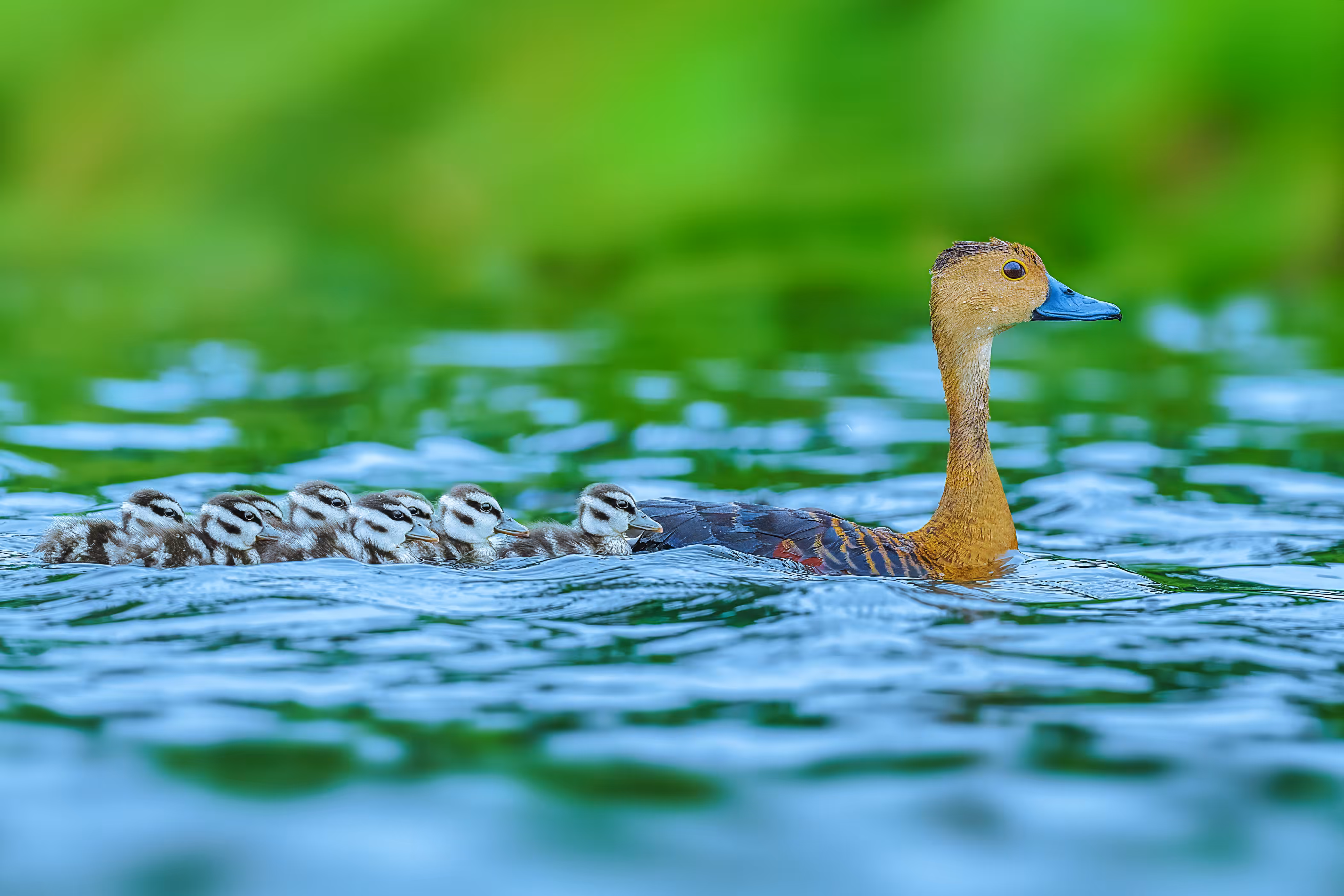 Duck-tales 🦆🦆🦆
