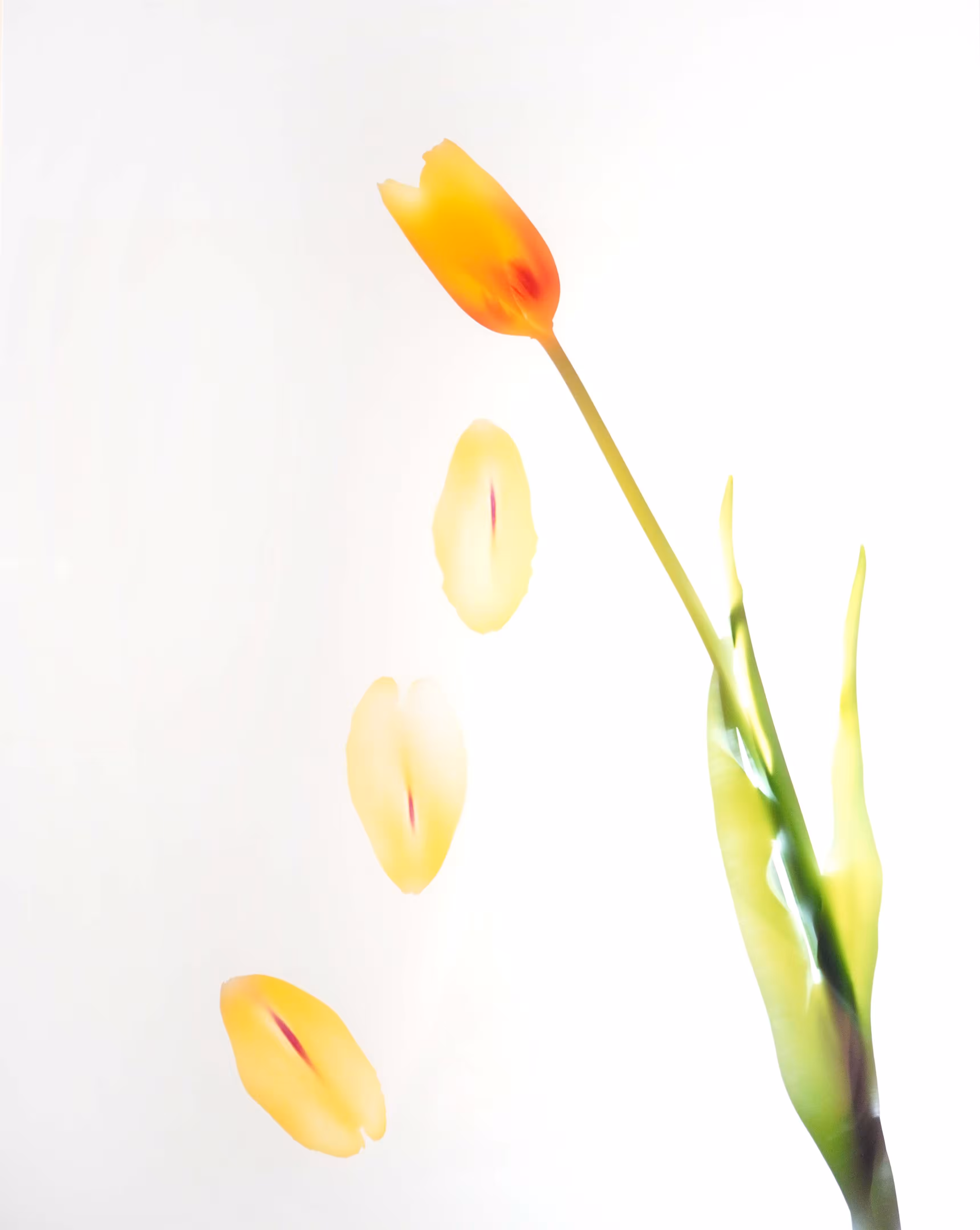 FCS1 - 06 - Tulip Falling