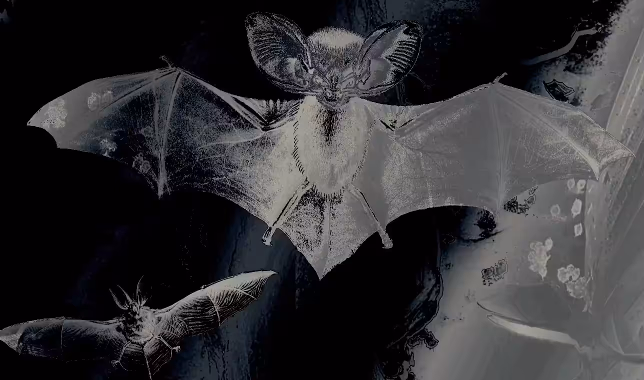 Lords🦇of⬛️🕷Darkness🦇🕷🕸🖤
