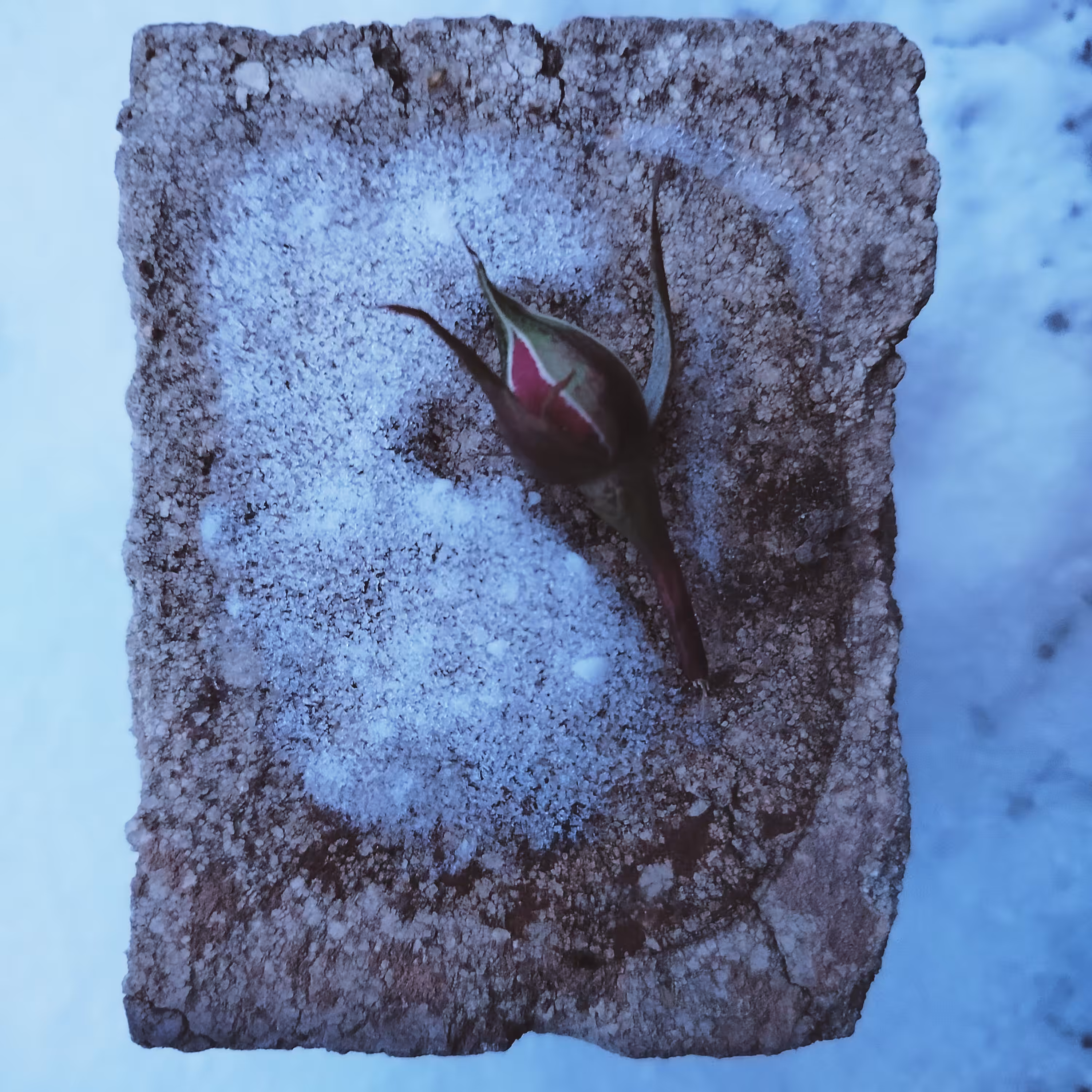 Light heart freeze