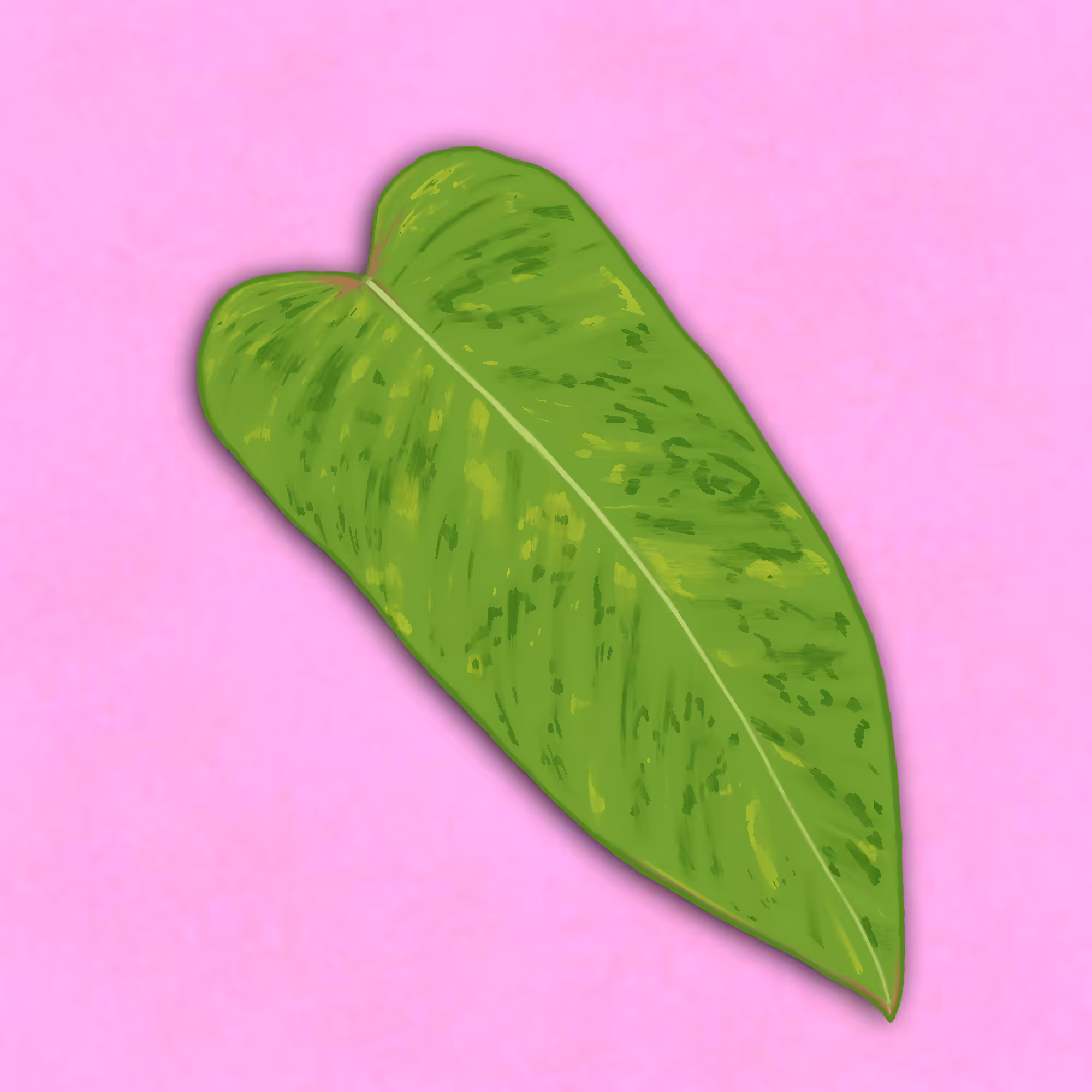 #5 / painted lady philodendron