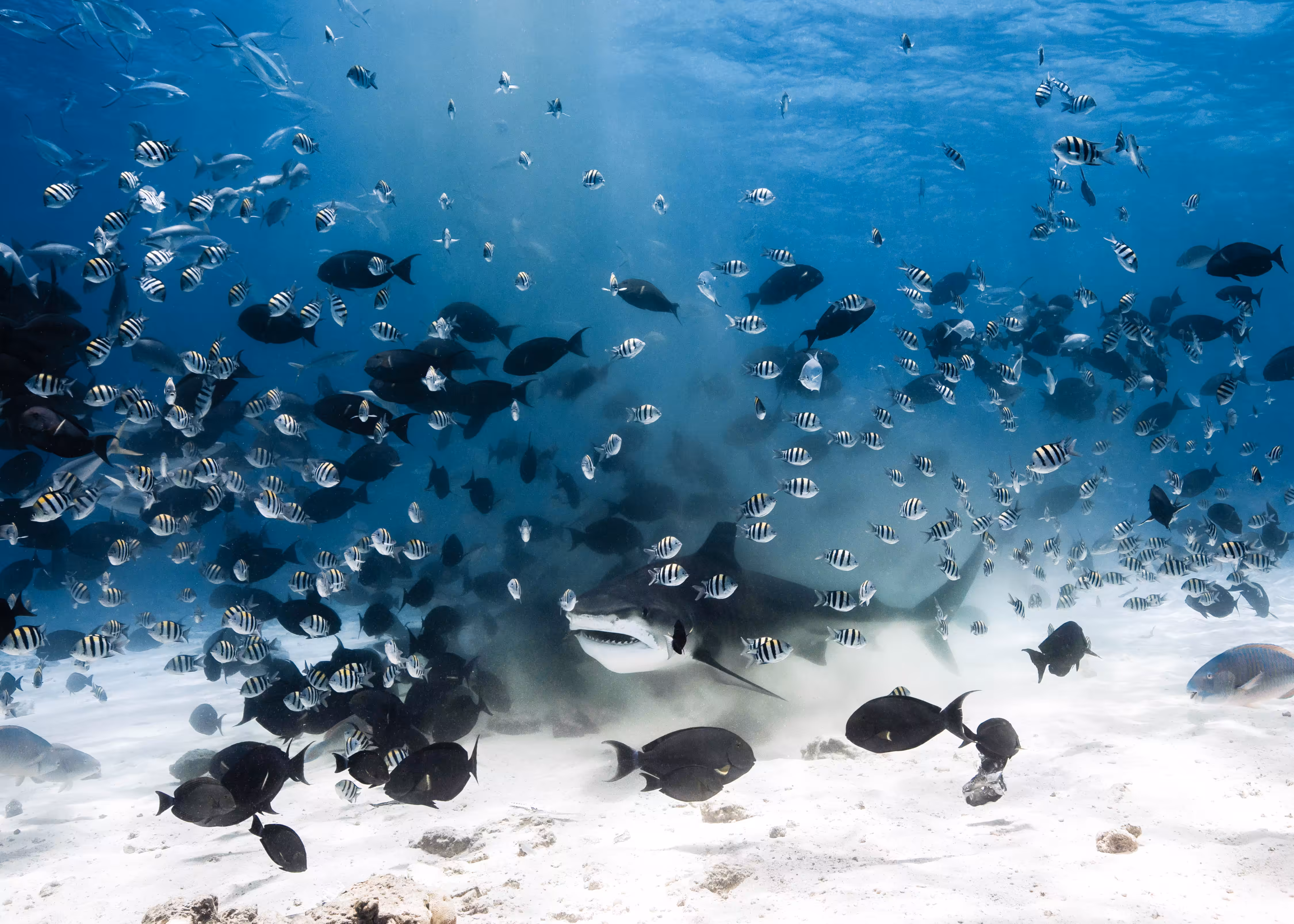 Shark Tank