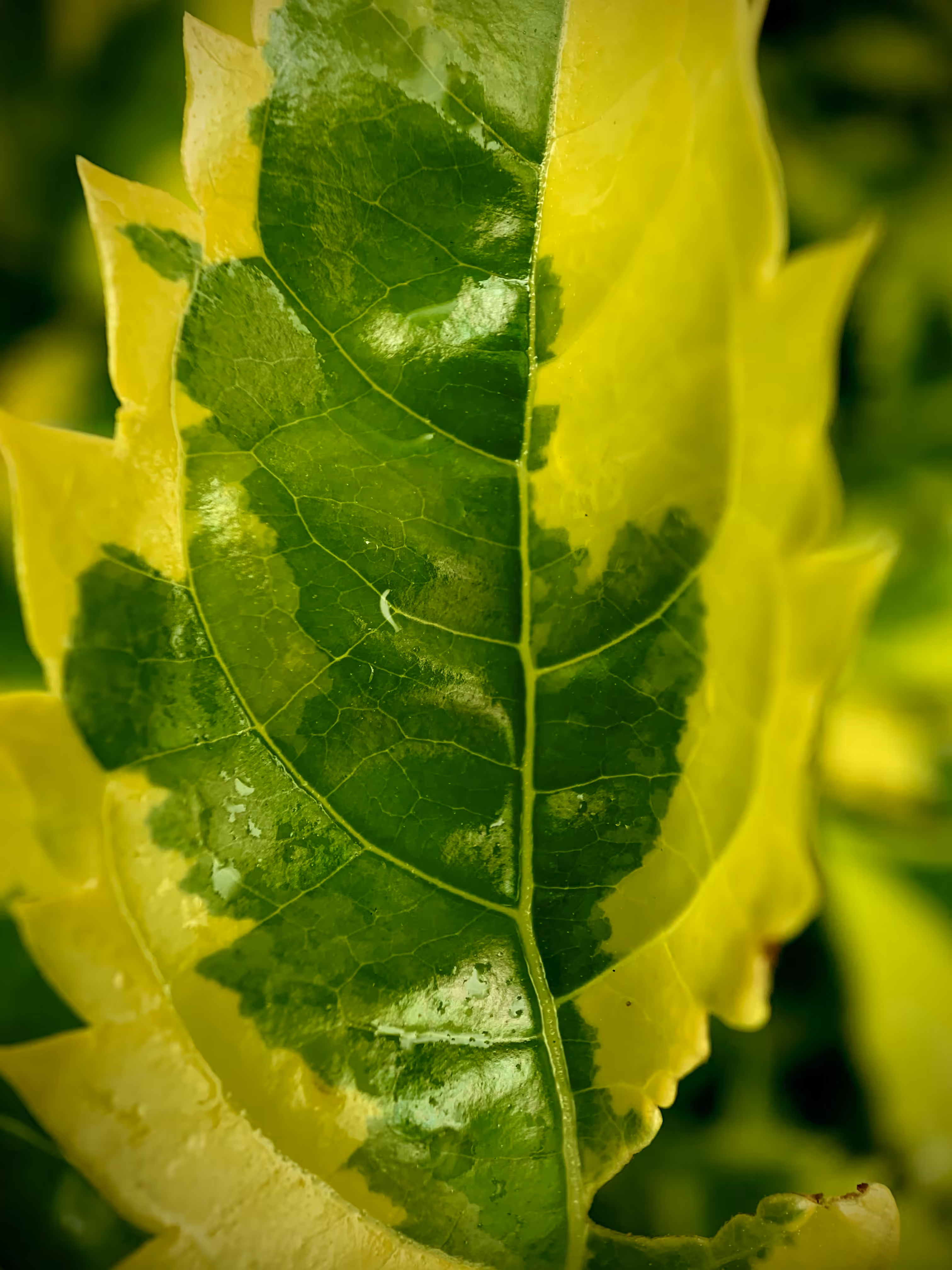 Green Macro Sanctuaries 03 - Shield