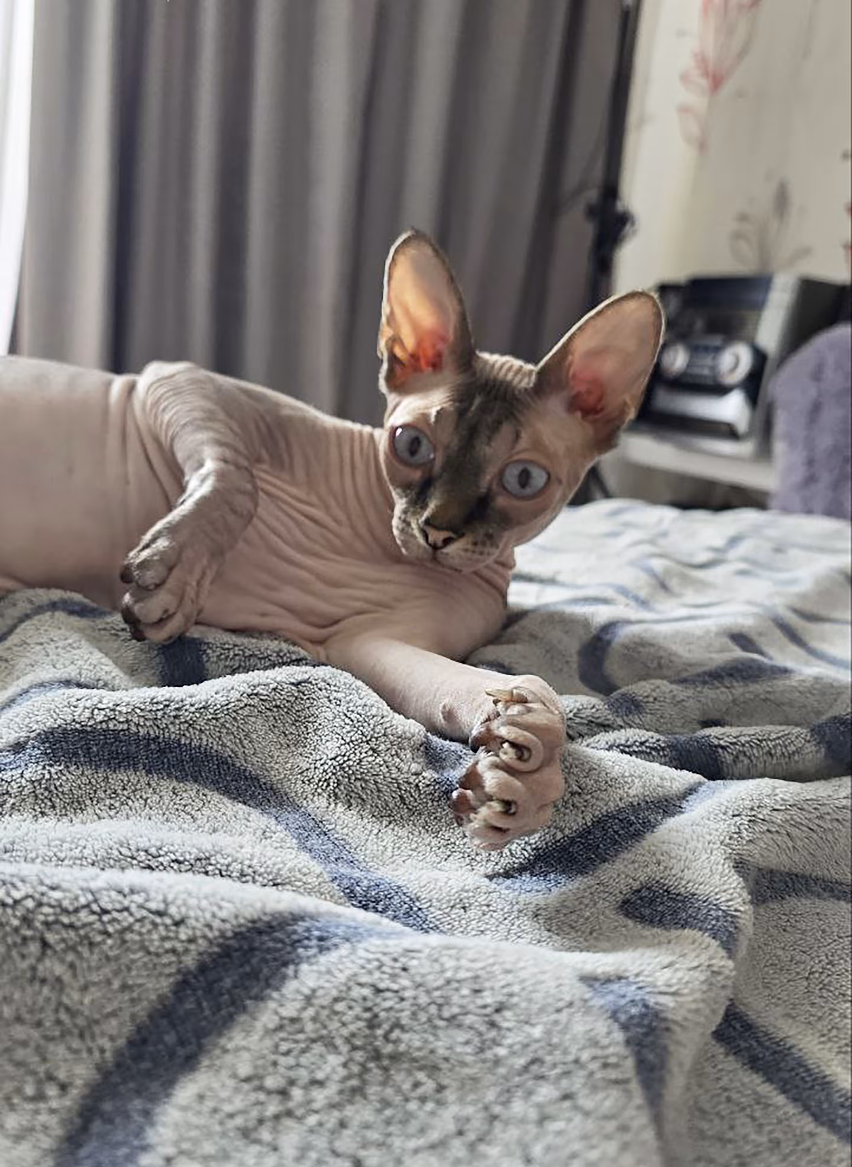 Sirius cat