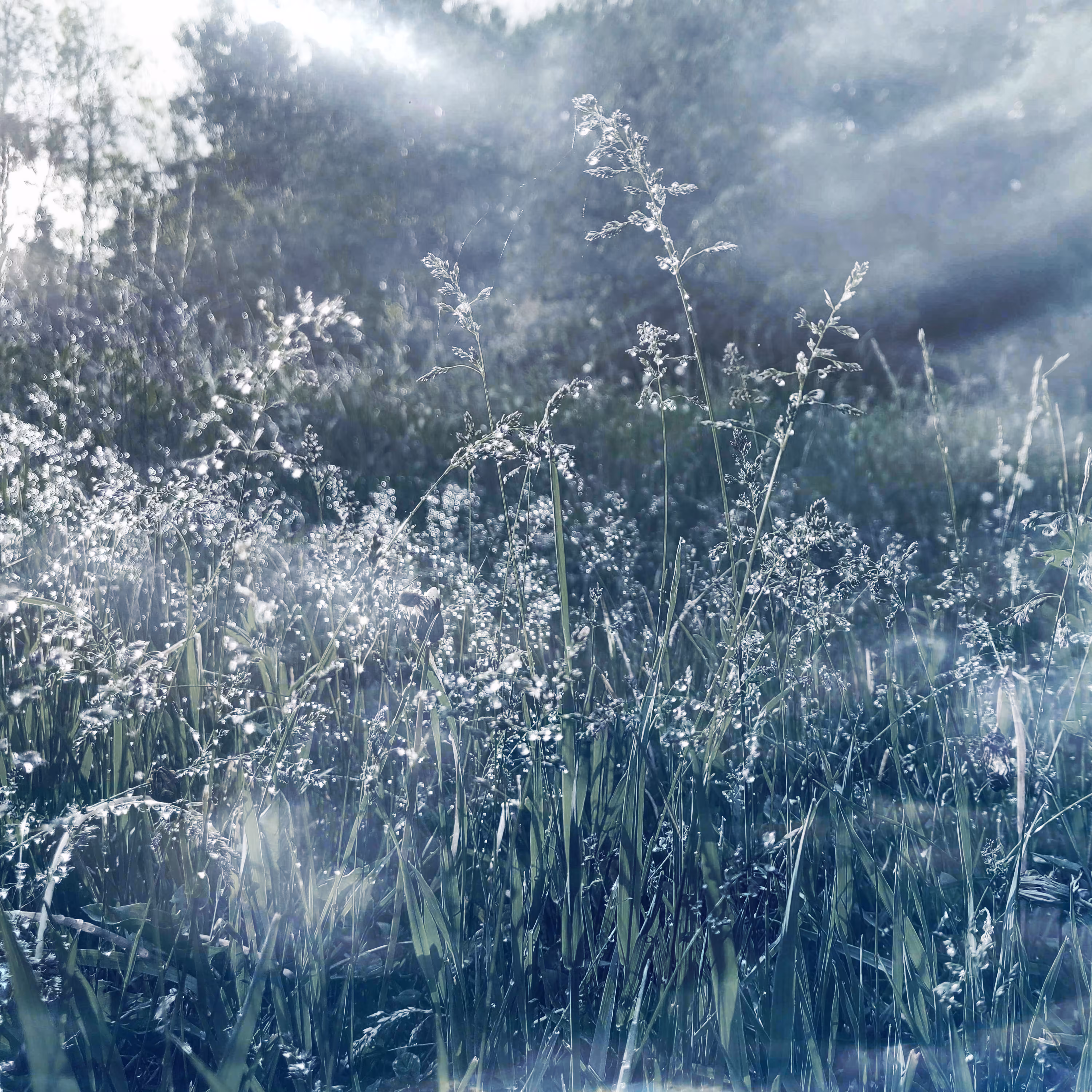 _dewdrops
