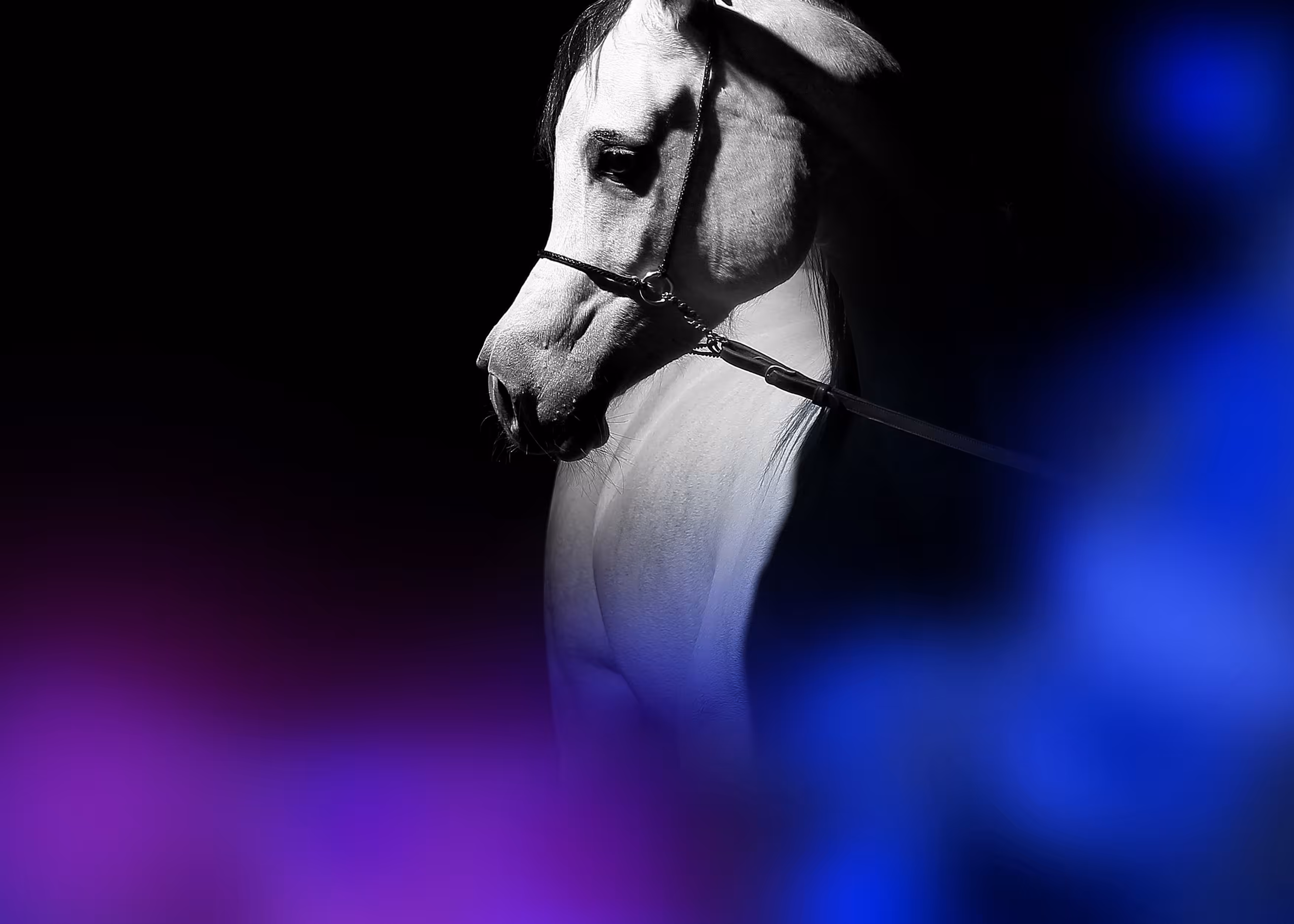Arabian - II