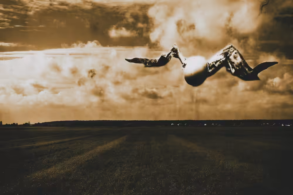 soaring bird over the field