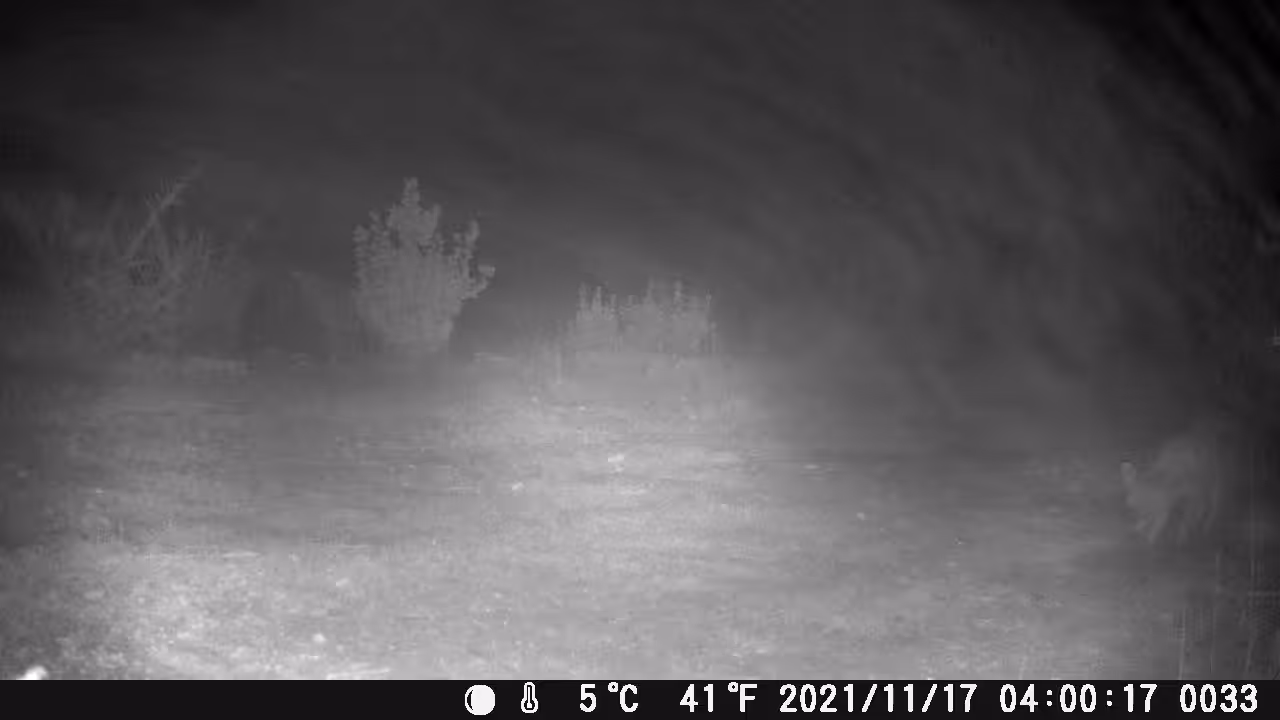 LITTLE FOX IN THE FOG