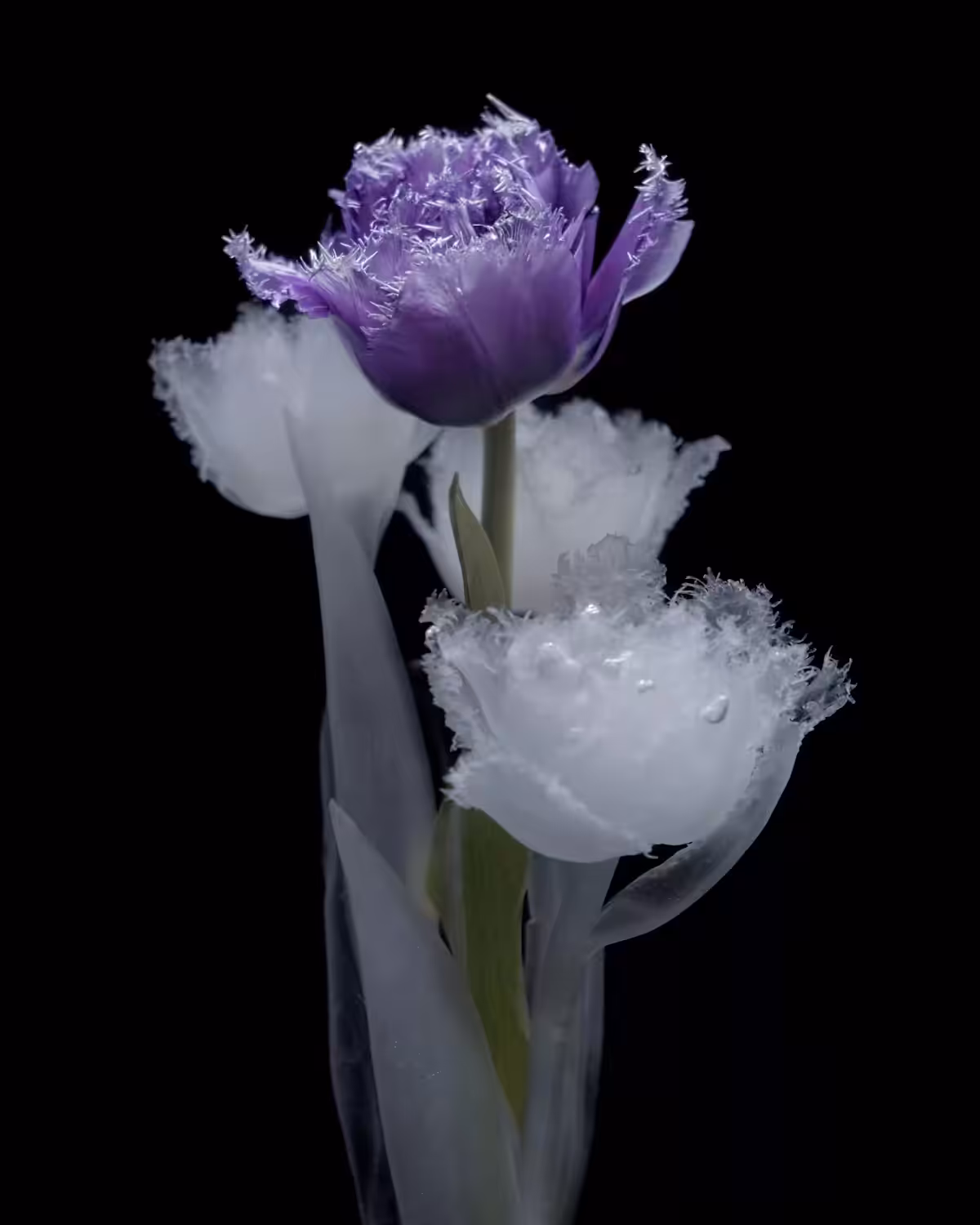 Tulip