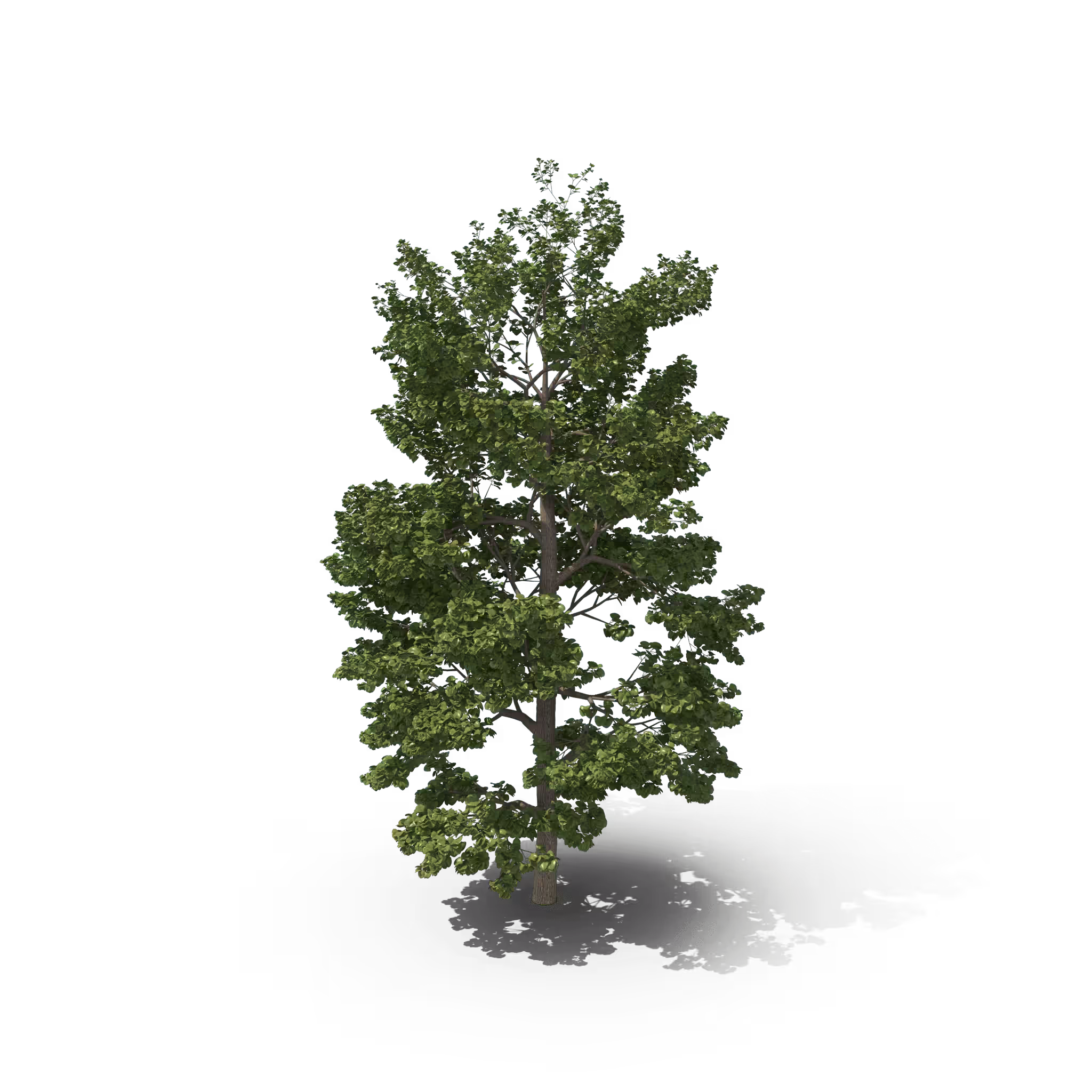 Your Tree I Maiden