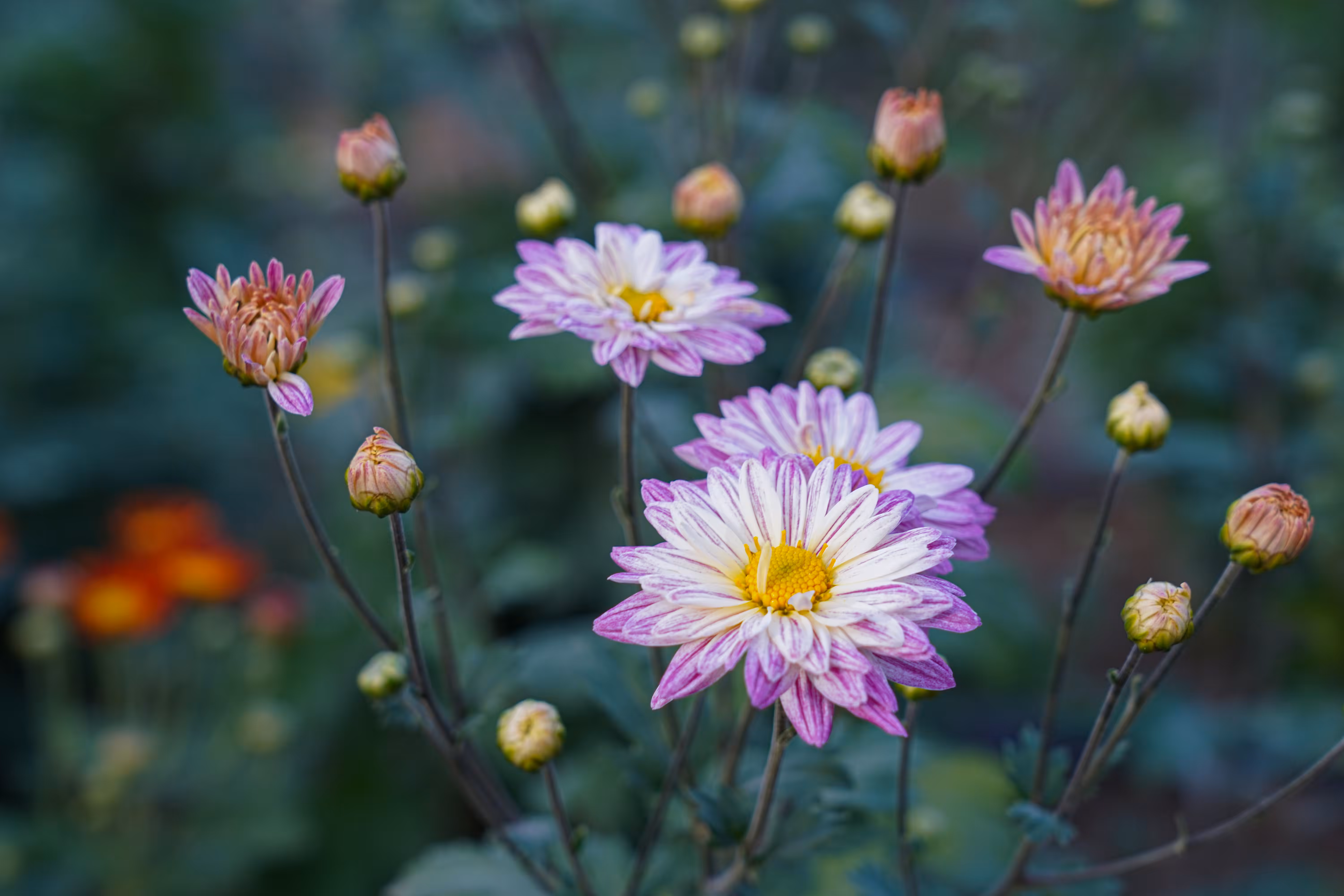 flowers: Dance of Chrysanthemums
