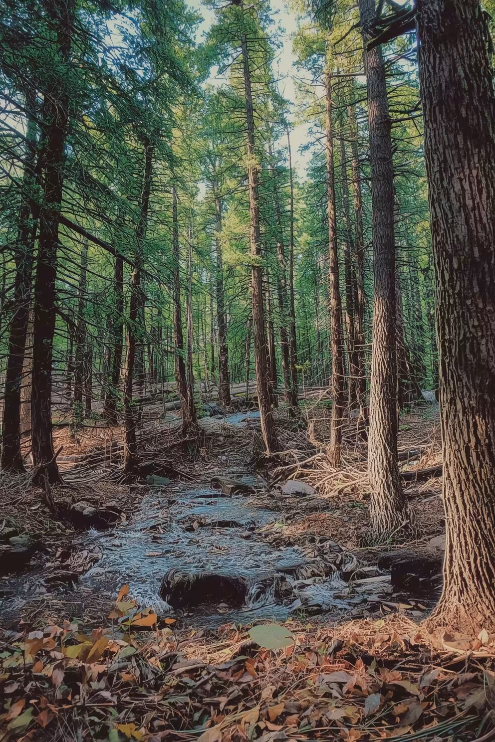 Forest and stream