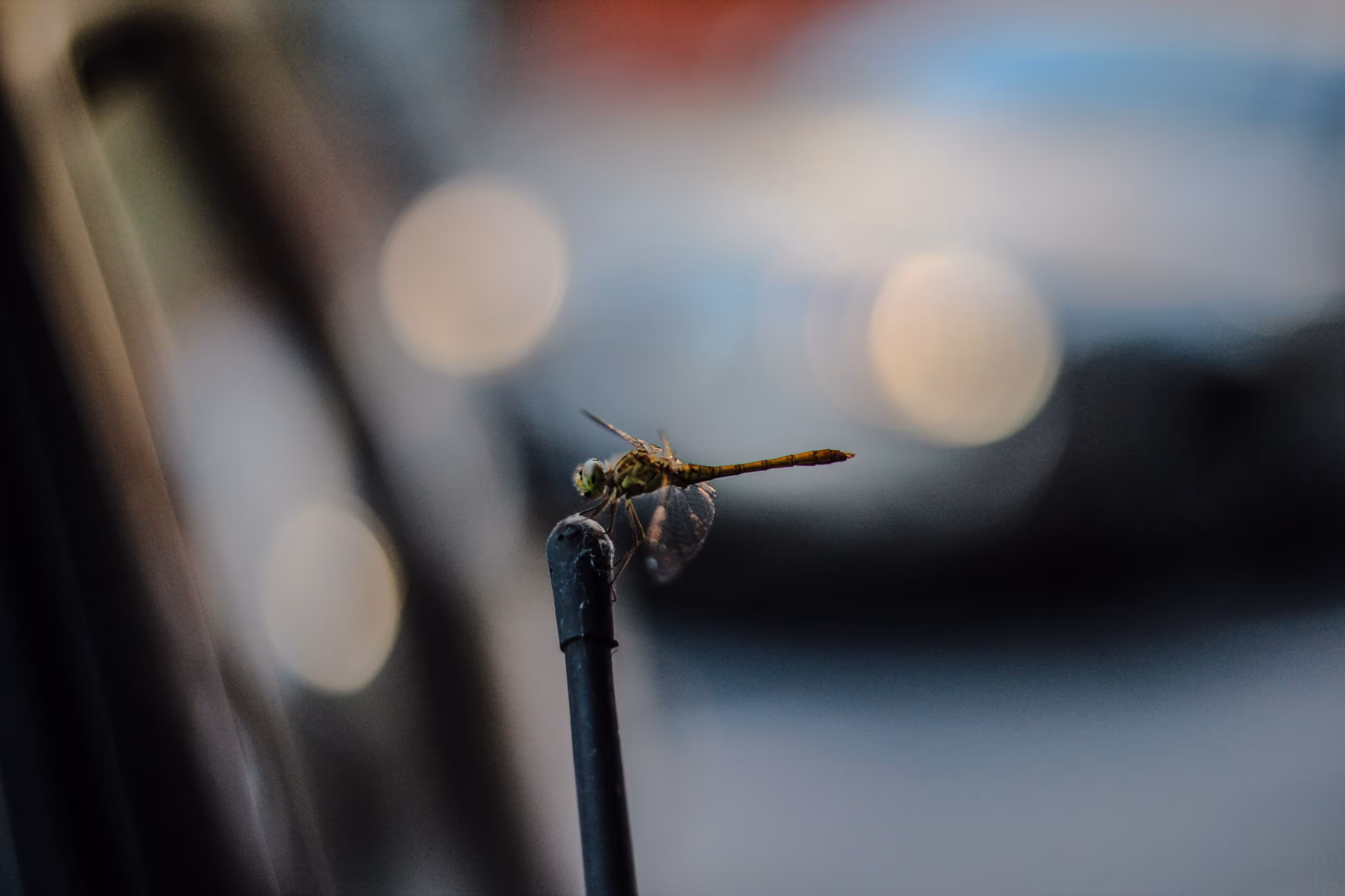 dragonfly macro in belgrade, serbia