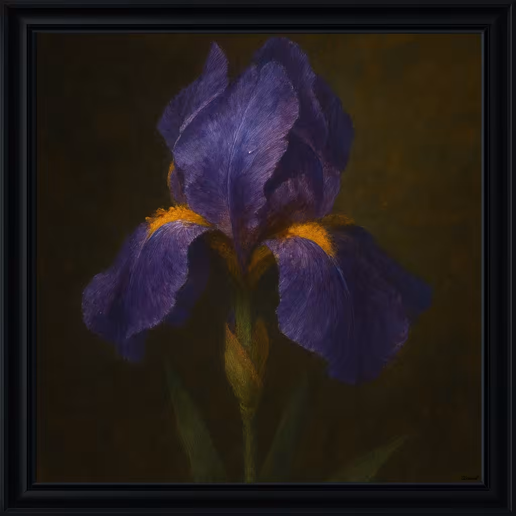 Iris Germanica (Bearded Iris)