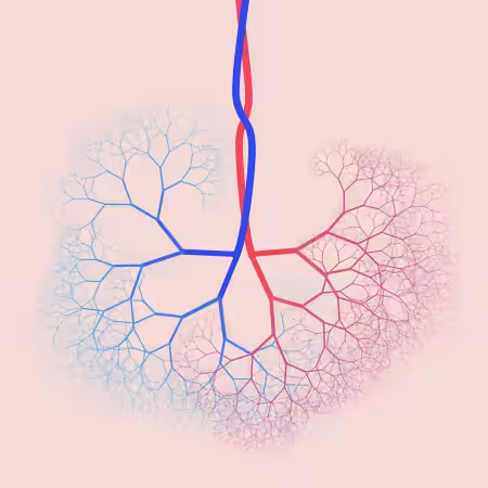 capillary trees #21