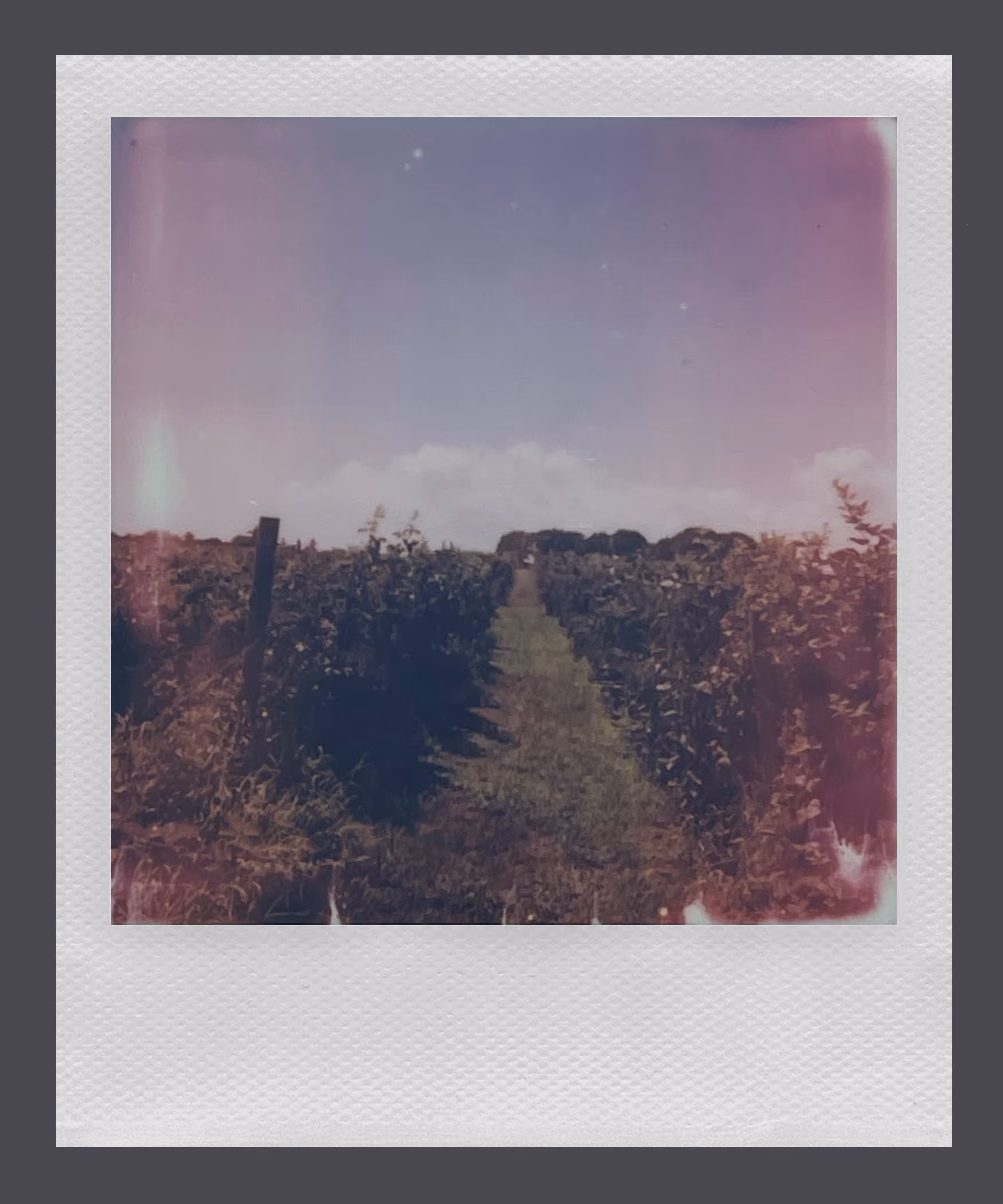 Polaroid 5/8