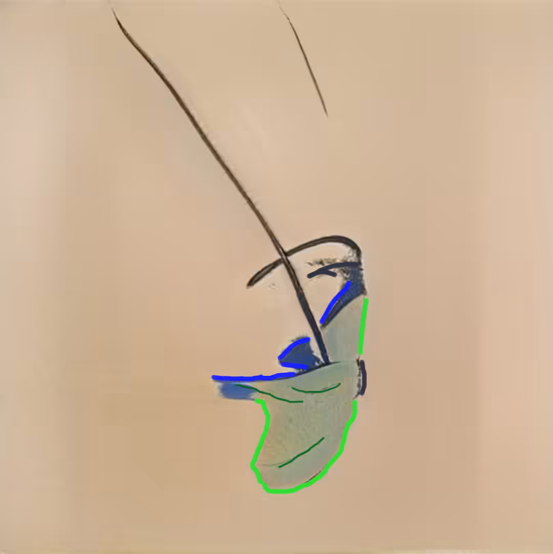 Green butterfly