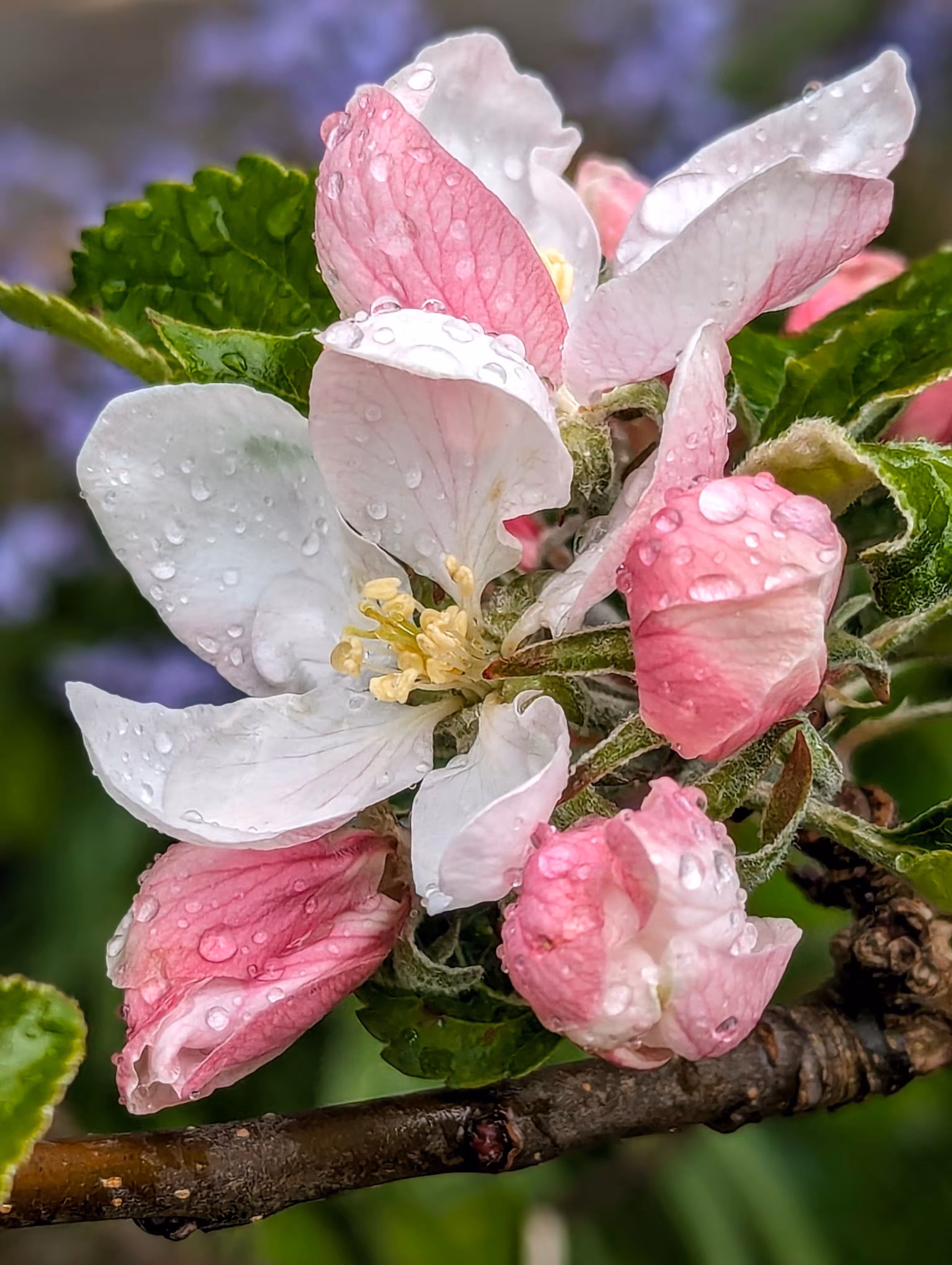 Apple blossom rain